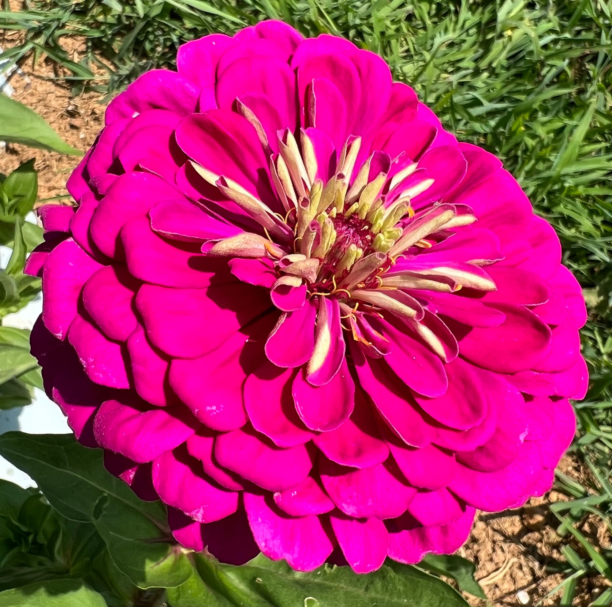 ZINNIA elegans Benarys Giant