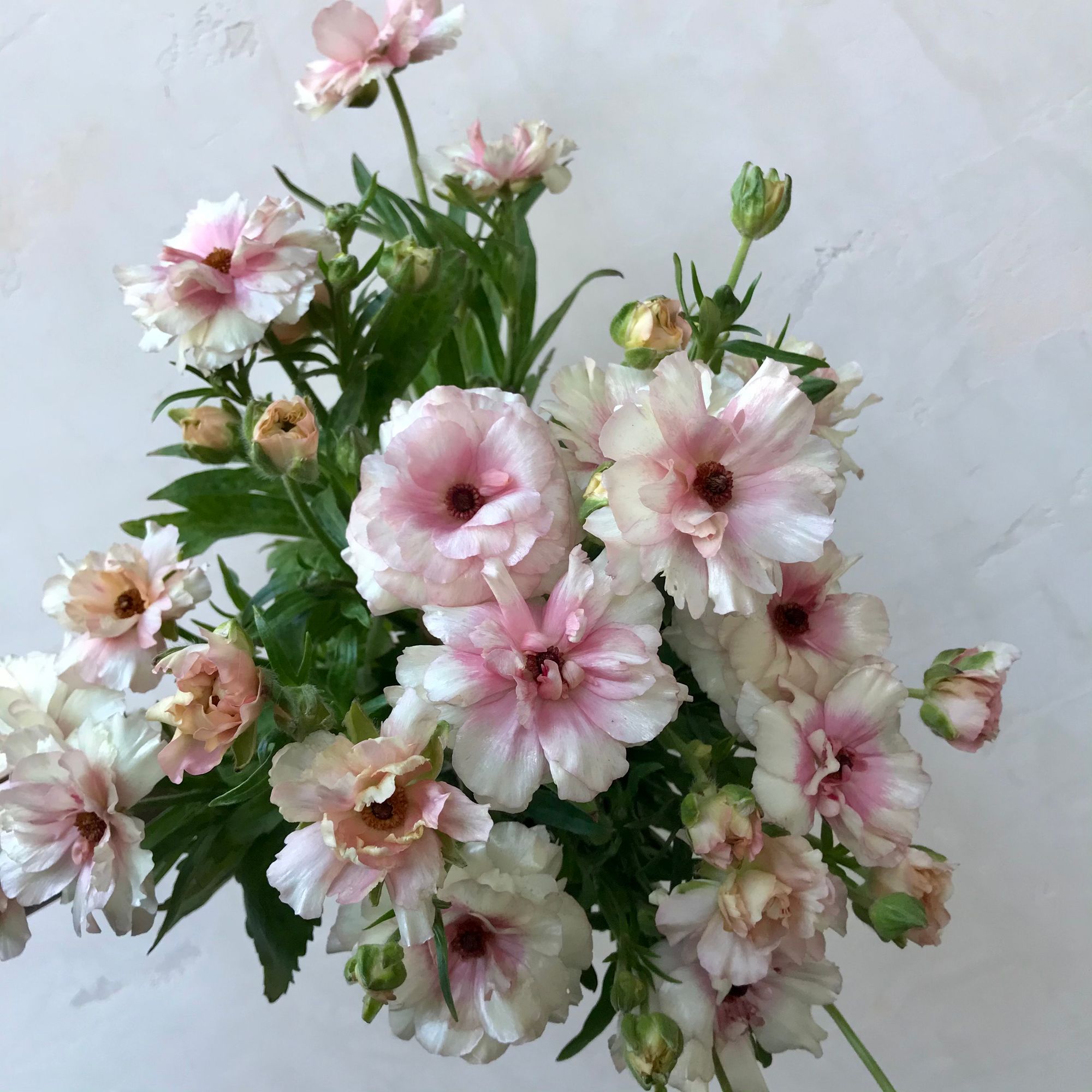 RANUNCULUS Butterfly