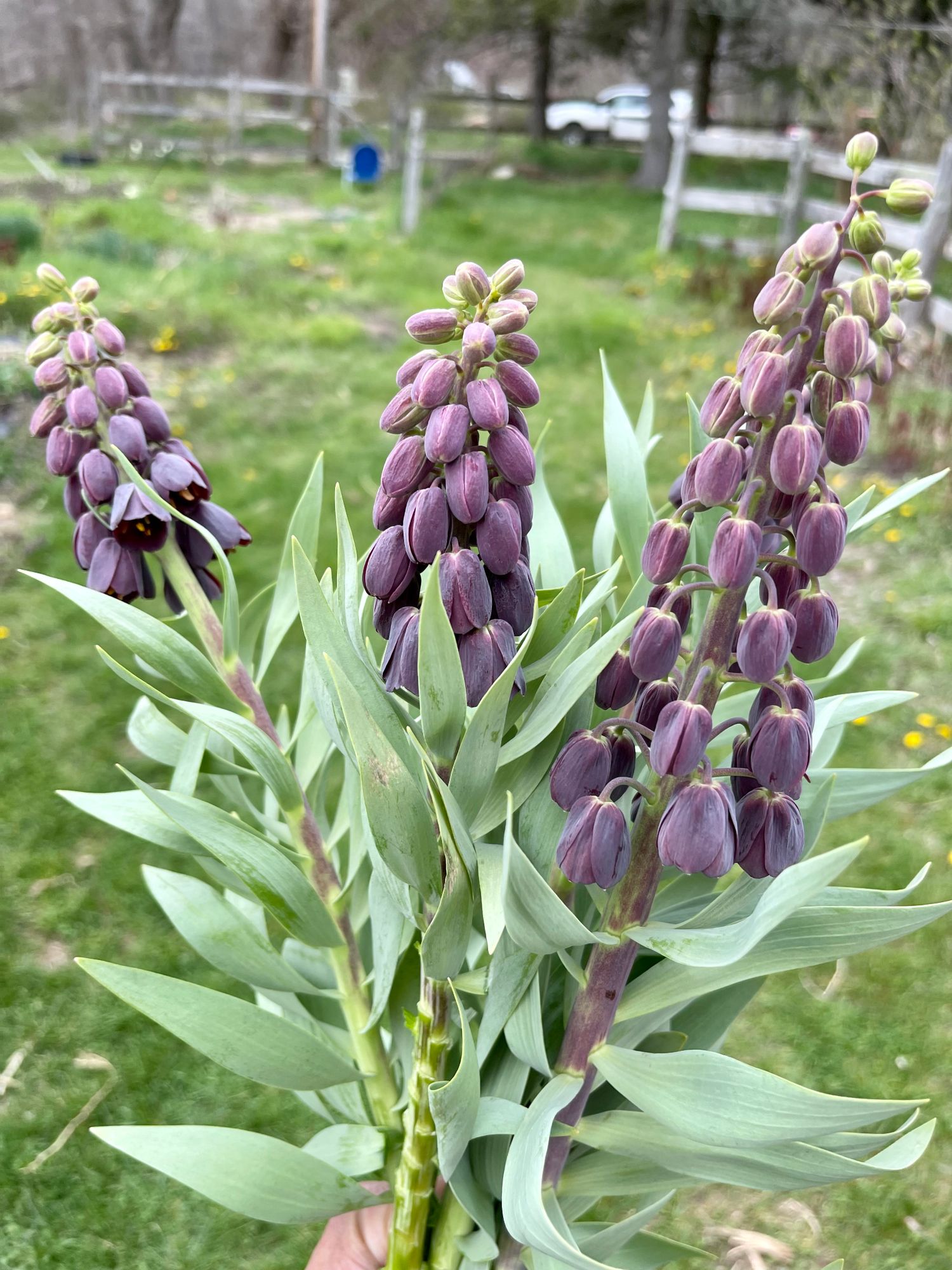 FRITILLARIA persica
