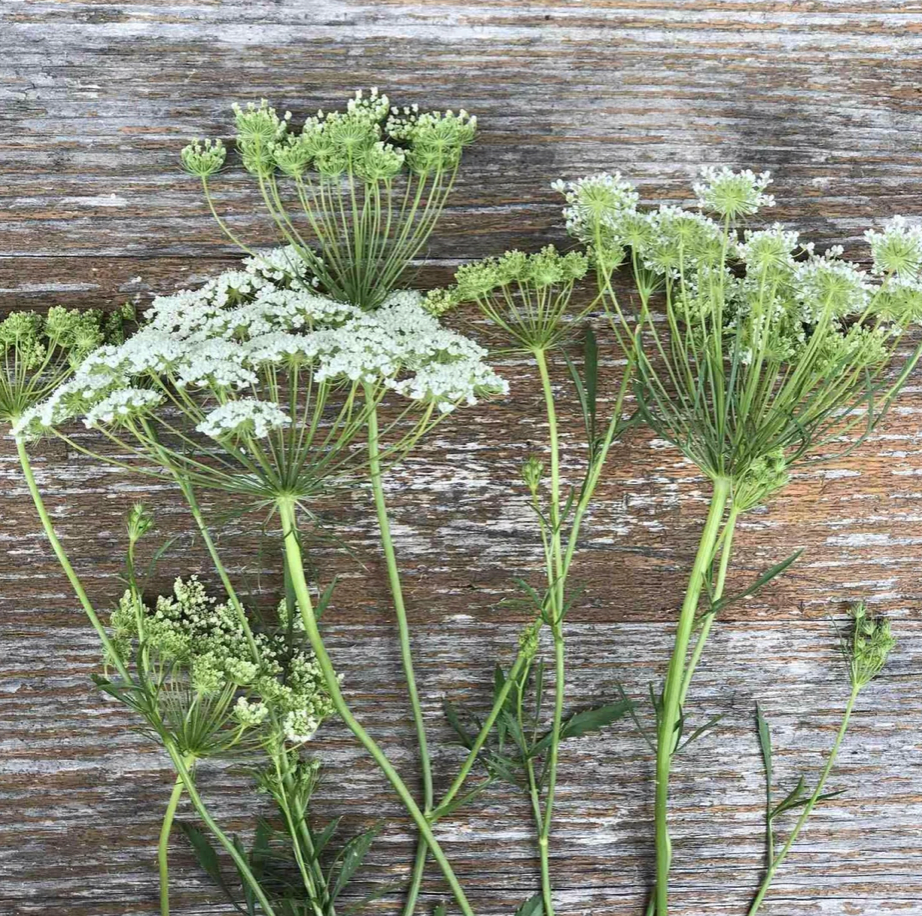 AMMI visnaga Green Mist