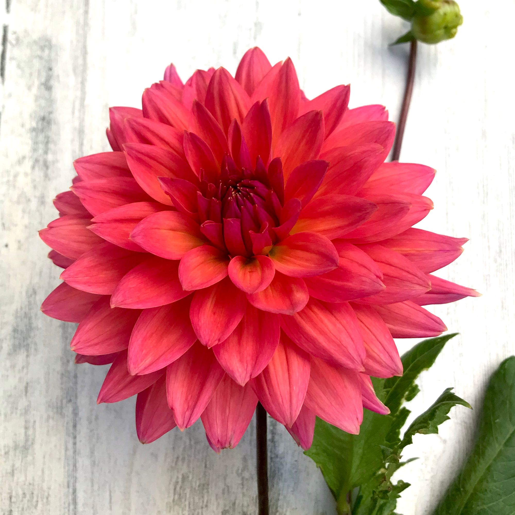 DAHLIA
