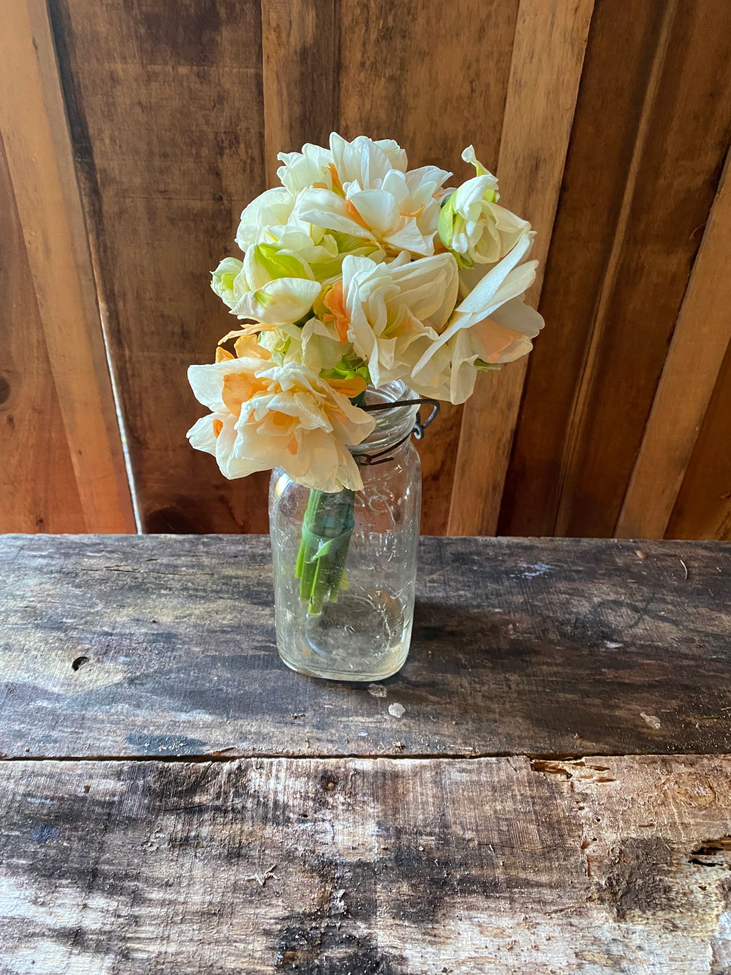 NARCISSUS