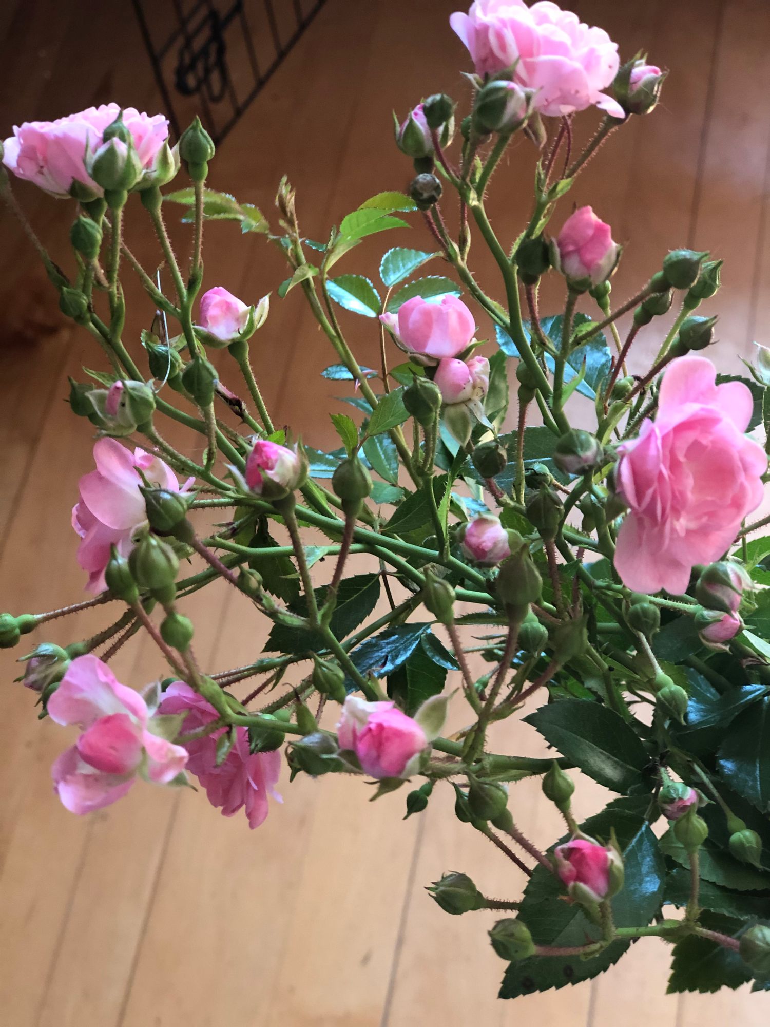 ROSA multiflora