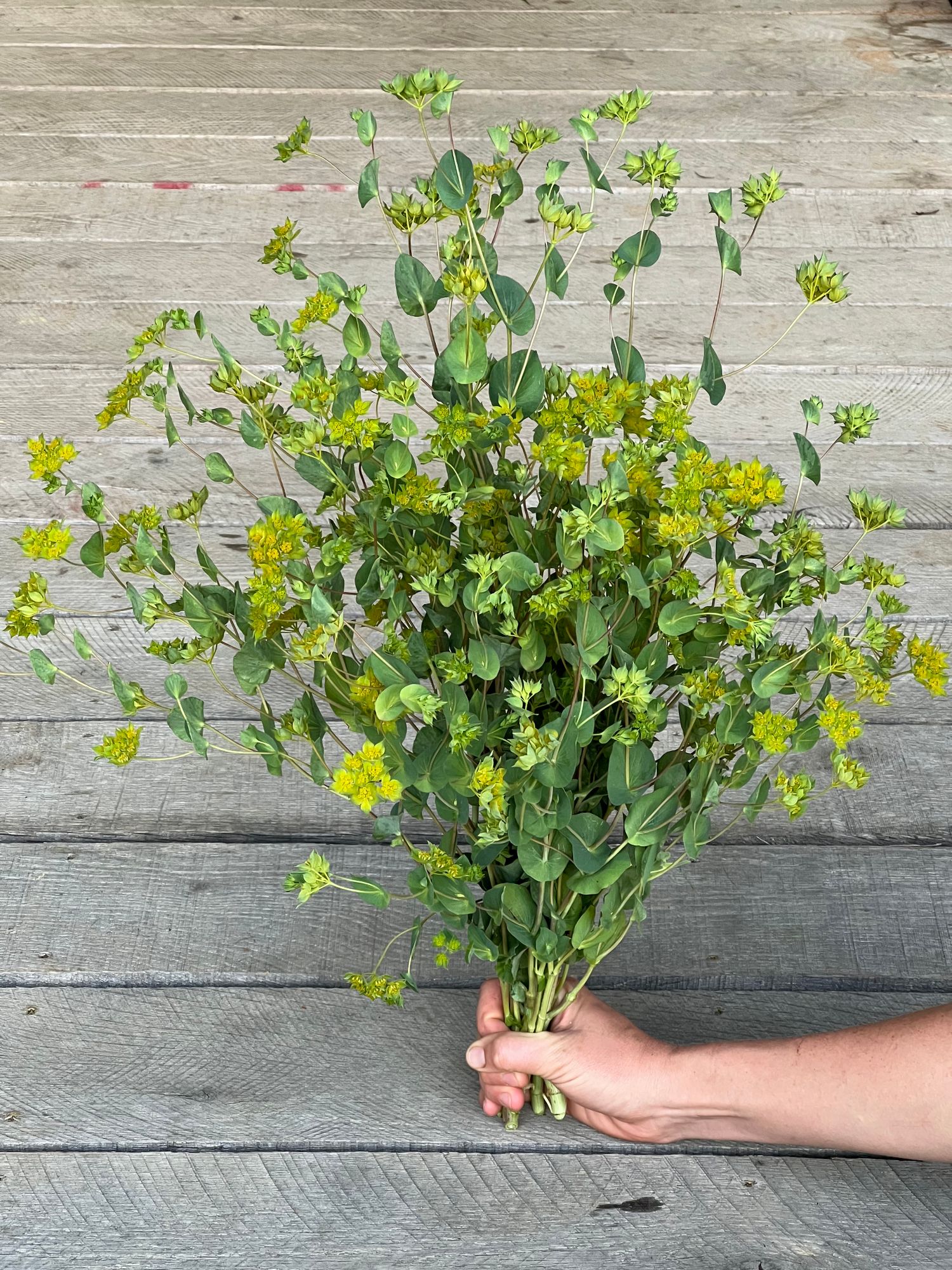 BUPLEURUM rotundifolium