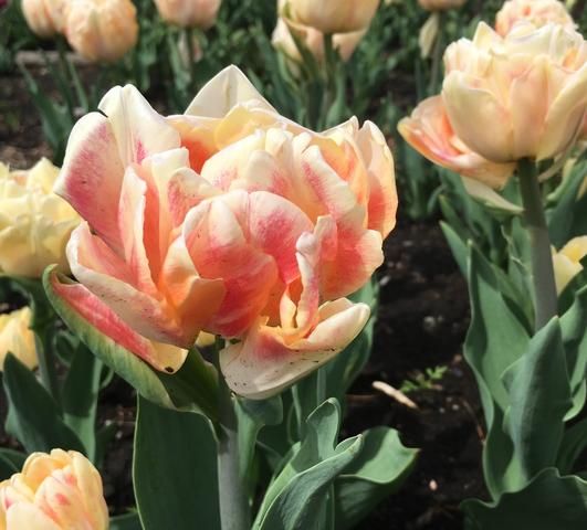 TULIPA Foxy Foxtrot