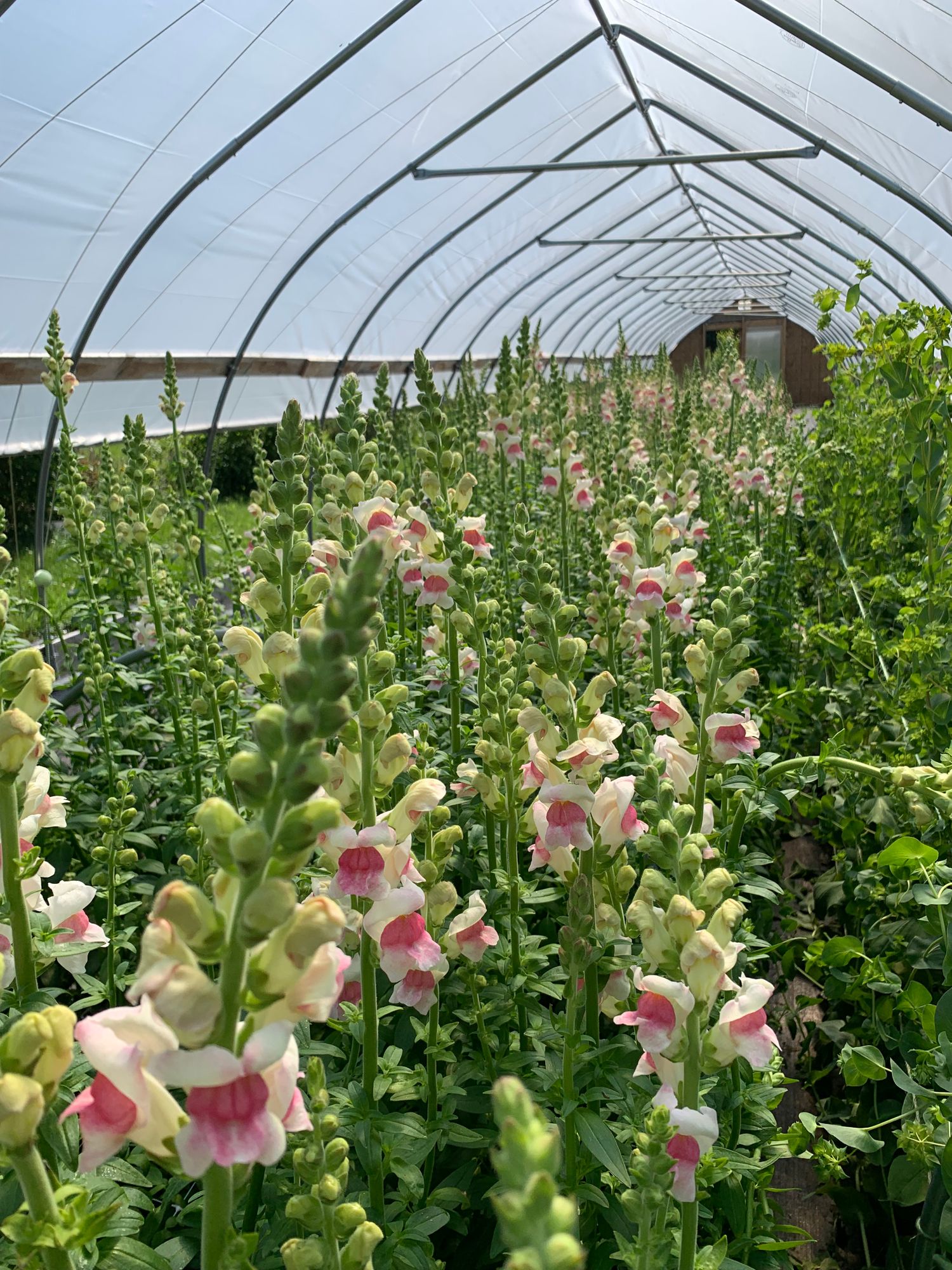 ANTIRRHINUM majus Potomac Appleblossom