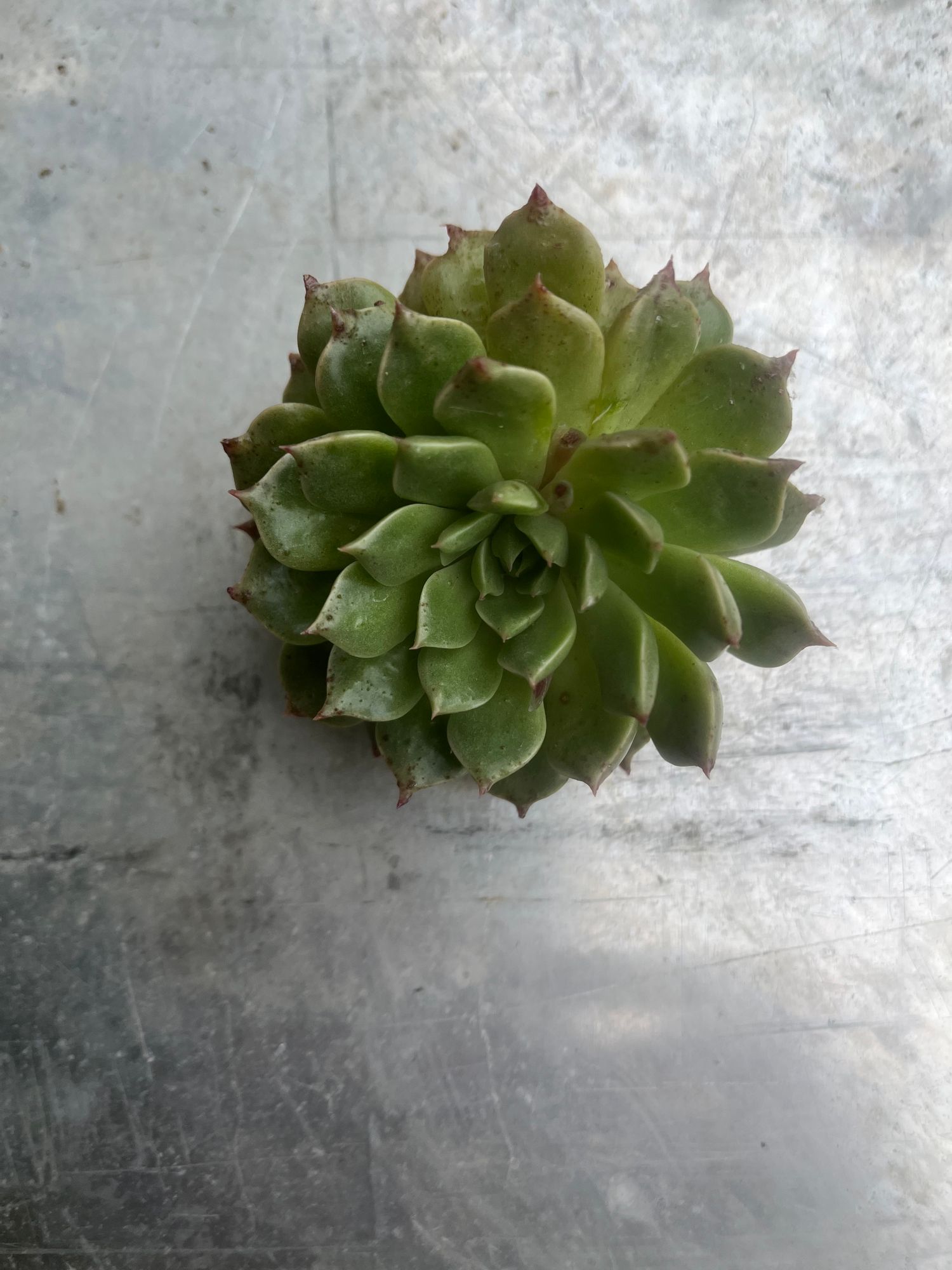 Large Green Echeveria unrooted cutting