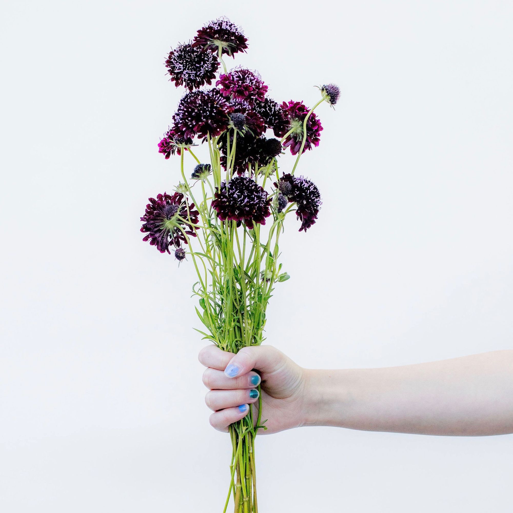 SCABIOSA atropurpurea Black Knight