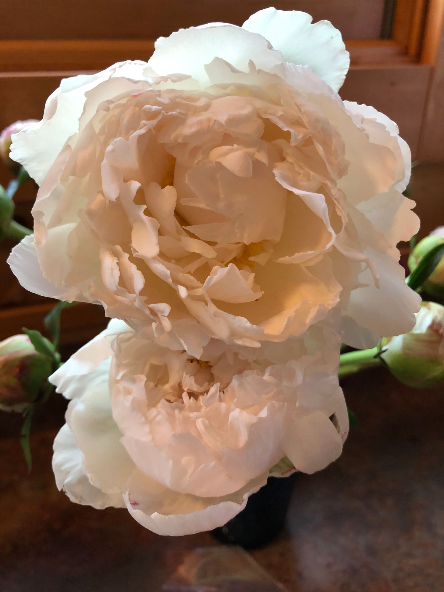 PAEONIA lactiflora Bowl of Cream
