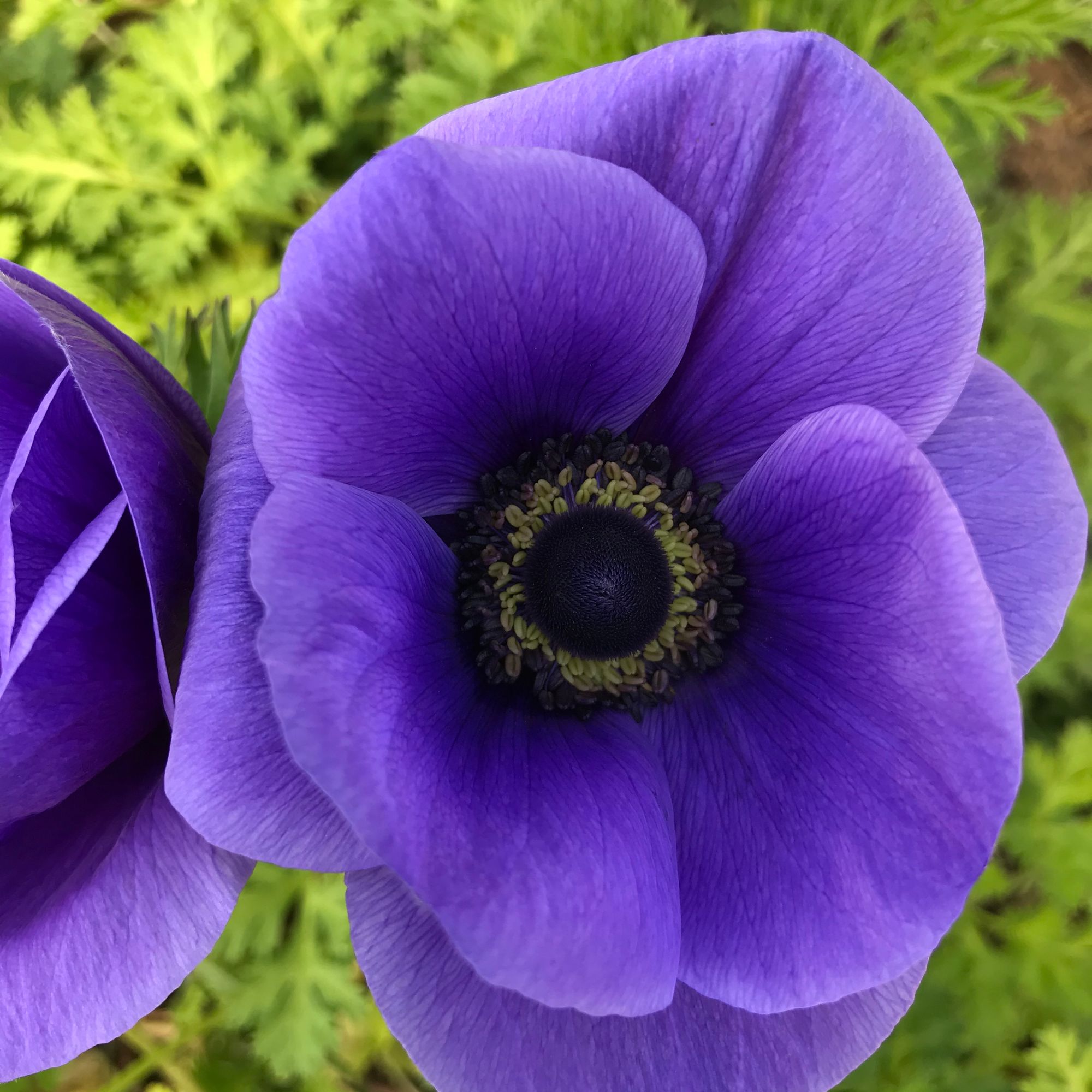 ANEMONE