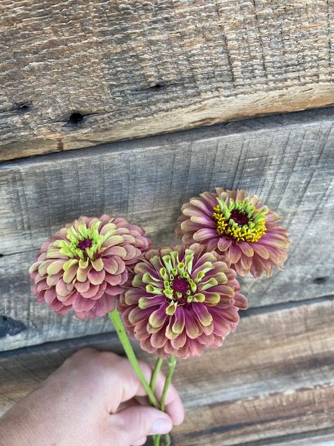 ZINNIA elegans Queeny Series