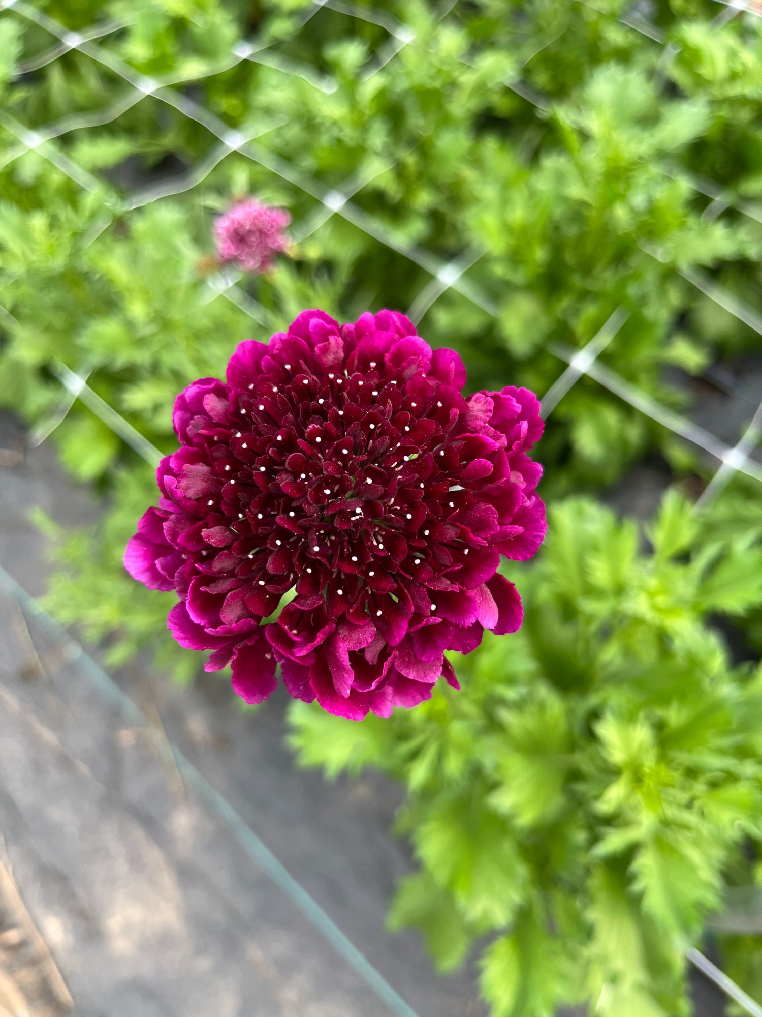 SCABIOSA atropurpurea x caucasica Focal Scoop