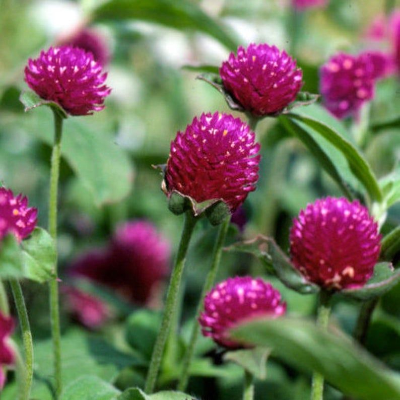 GOMPHRENA haageana