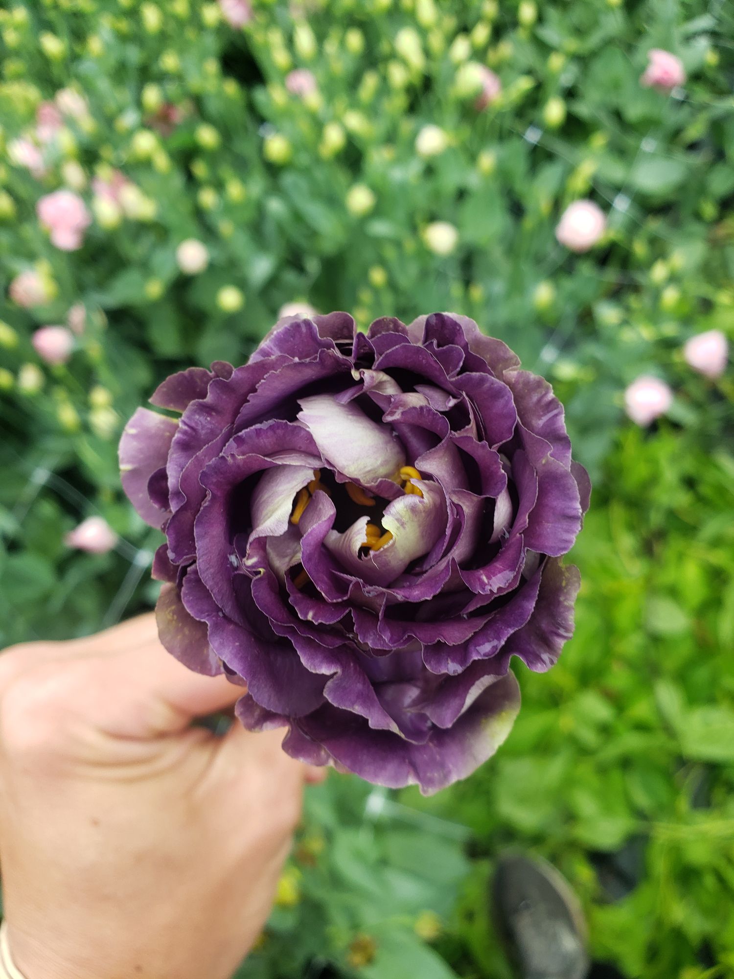 EUSTOMA grandiflorum Rosanne