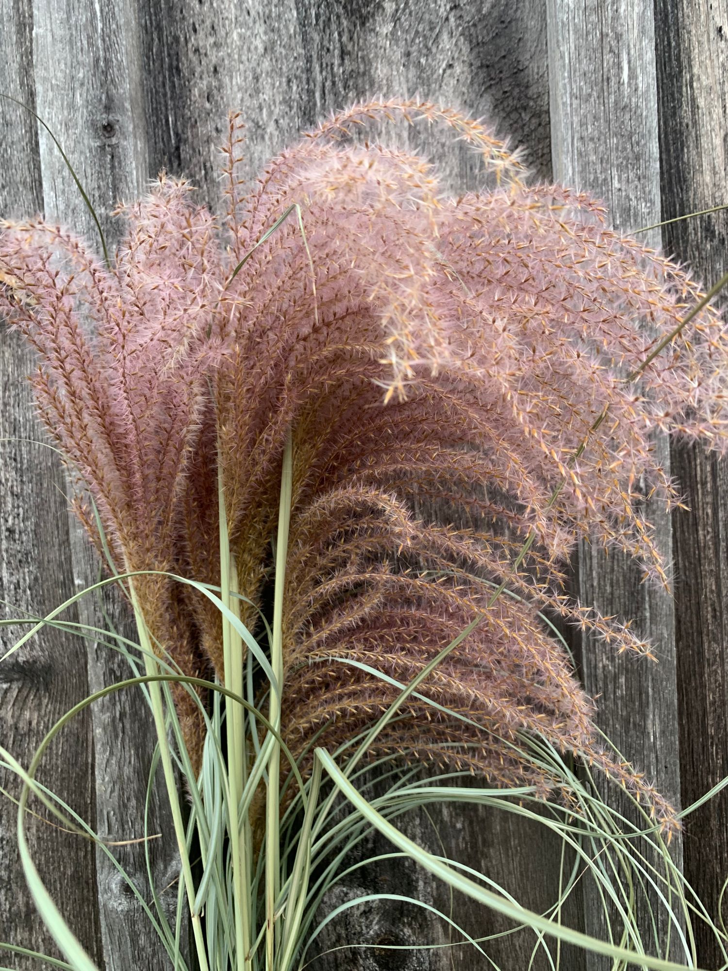 MISCANTHUS oligostachyus