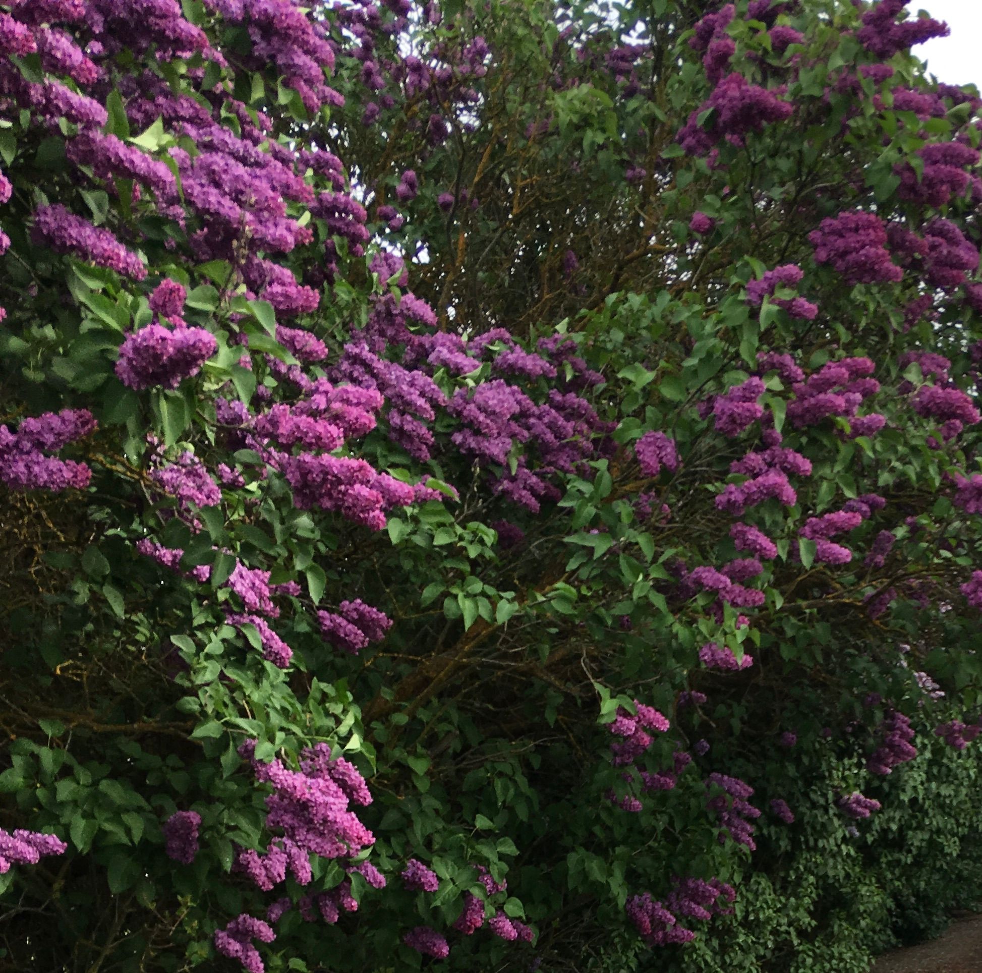 Lilacs