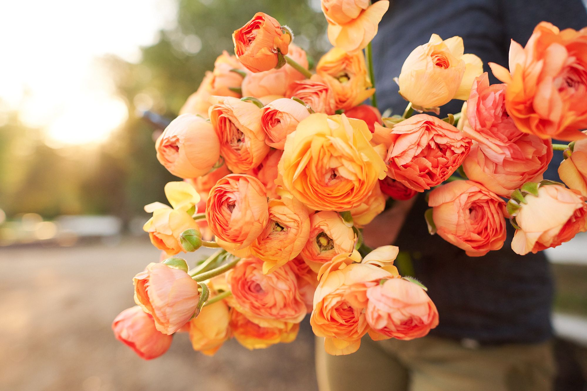 RANUNCULUS Amandine Salmon