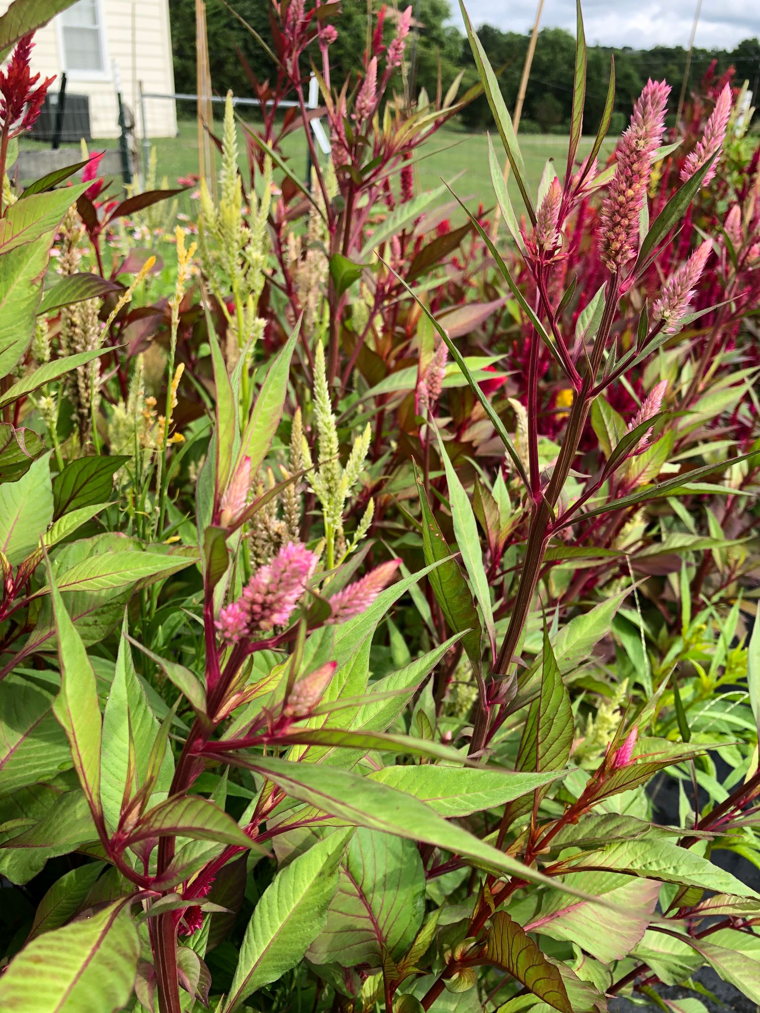 CELOSIA argentea var. plumosa