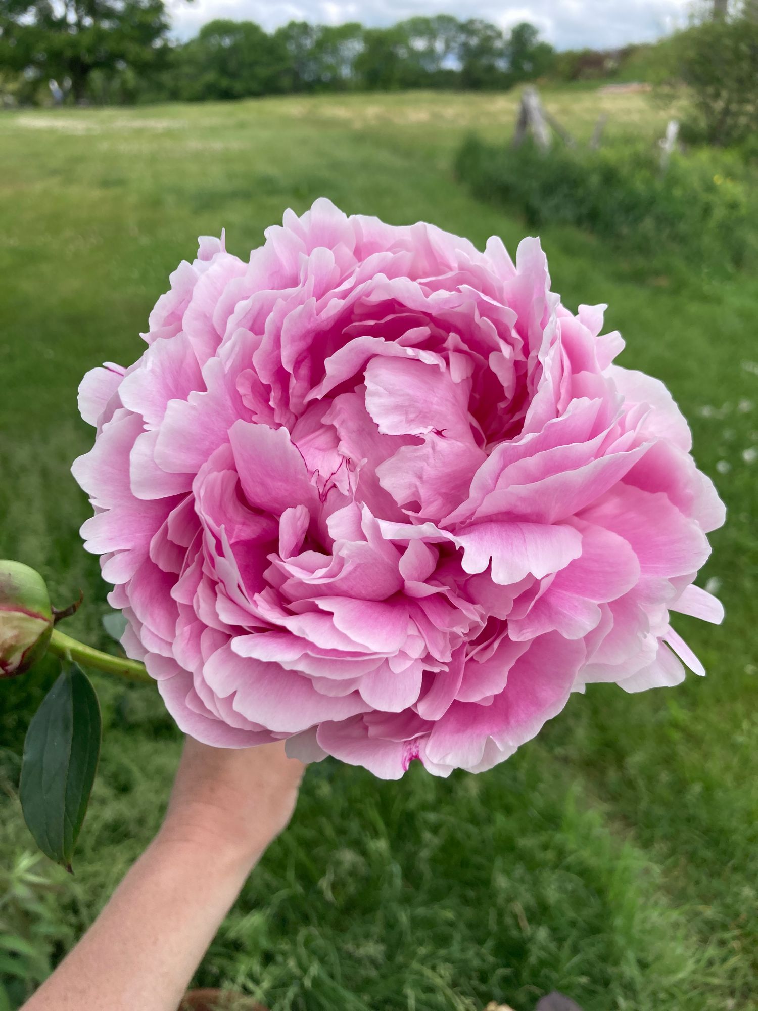 PAEONIA lactiflora Sarah Bernhardt
