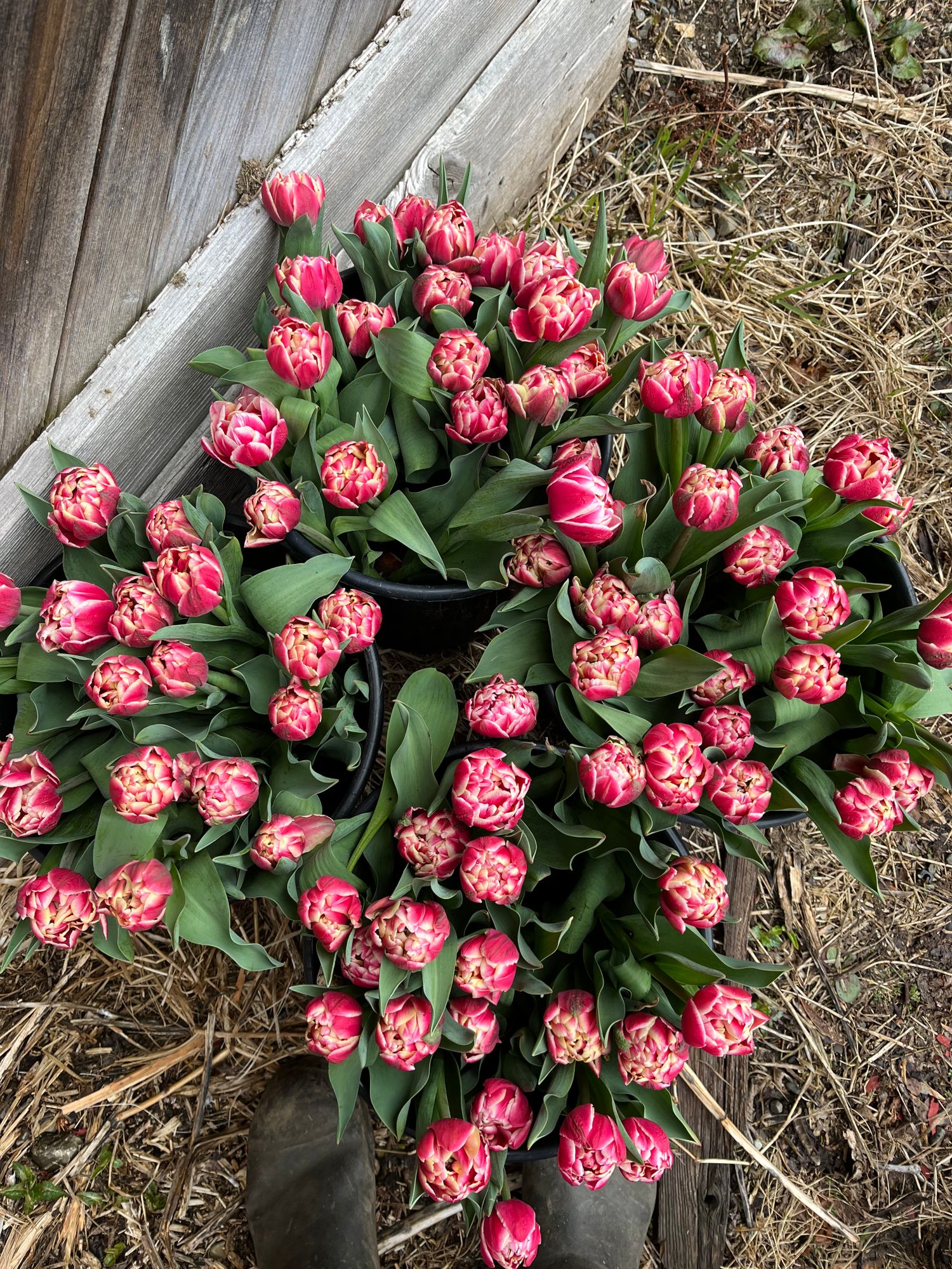 TULIPA Columbus