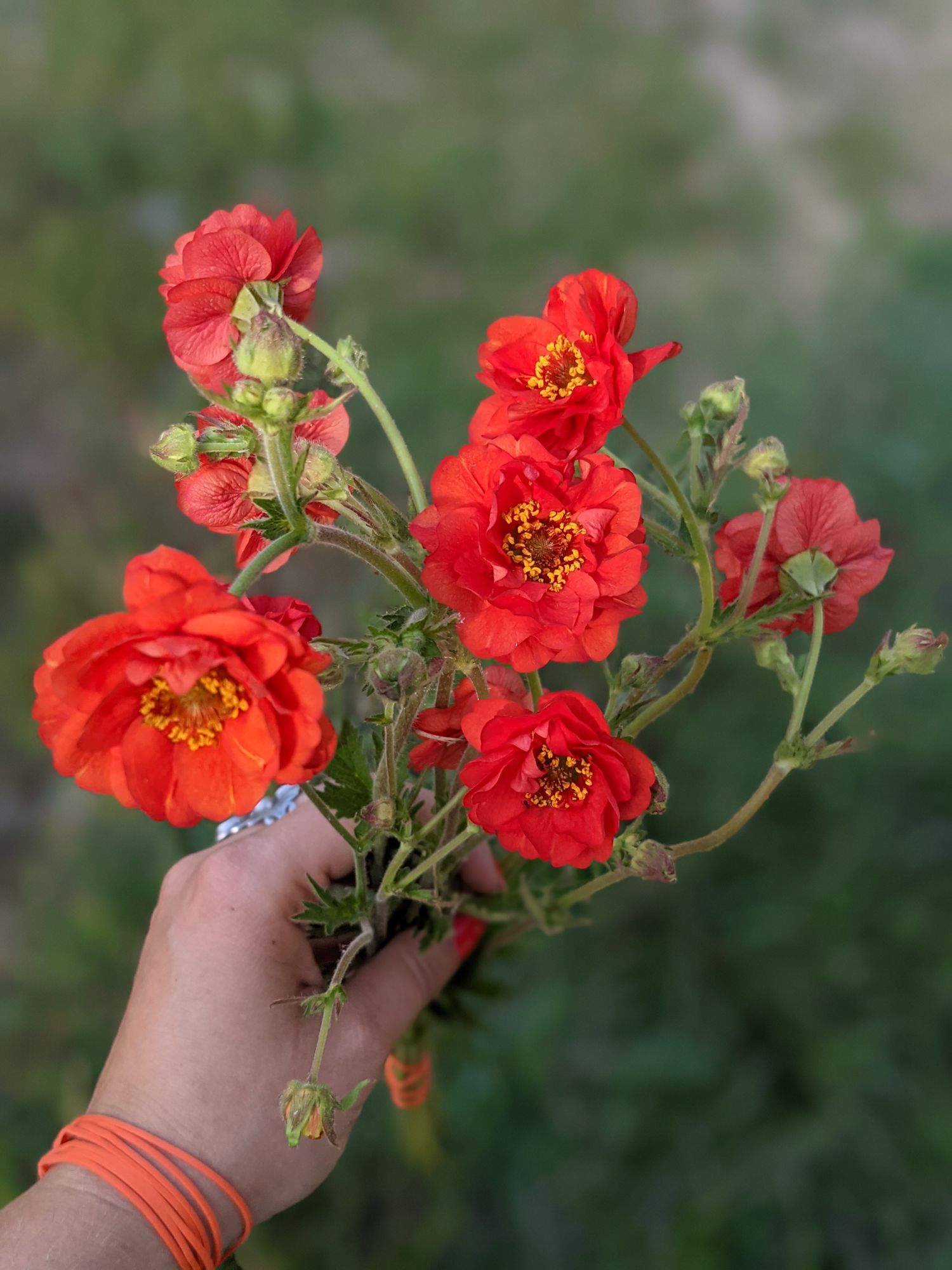 GEUM coccineum Red Dragon