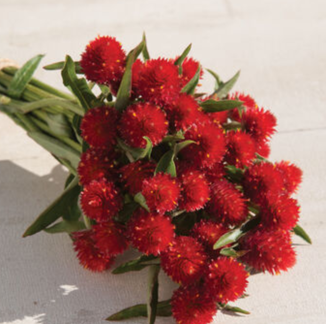 GOMPHRENA haageana Strawberry Fields