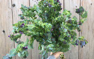 CERINTHE major Pride of Gibraltar