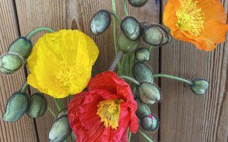 PAPAVER nudicaule Champagne Bubbles