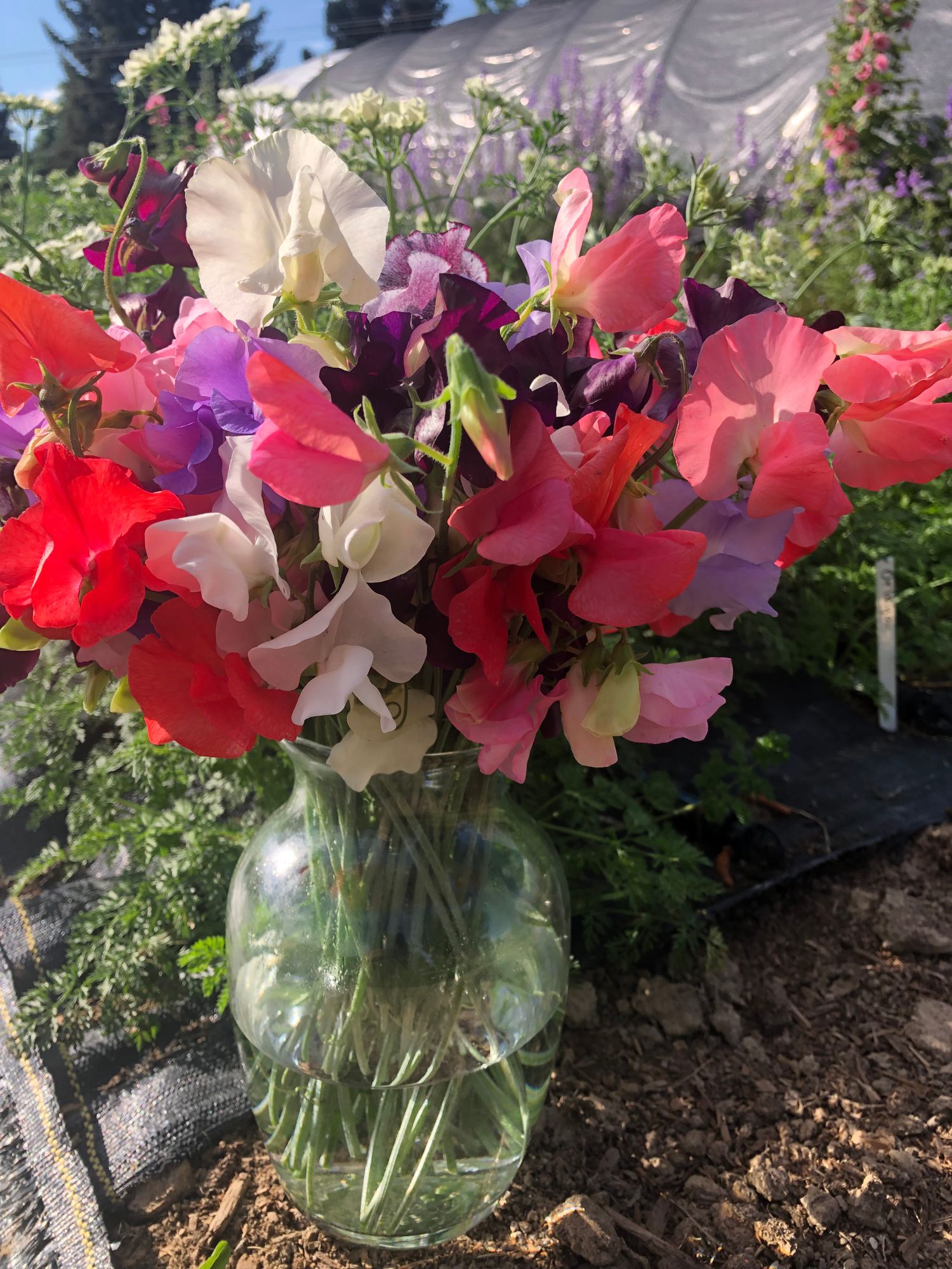 LATHYRUS odoratus Elegance