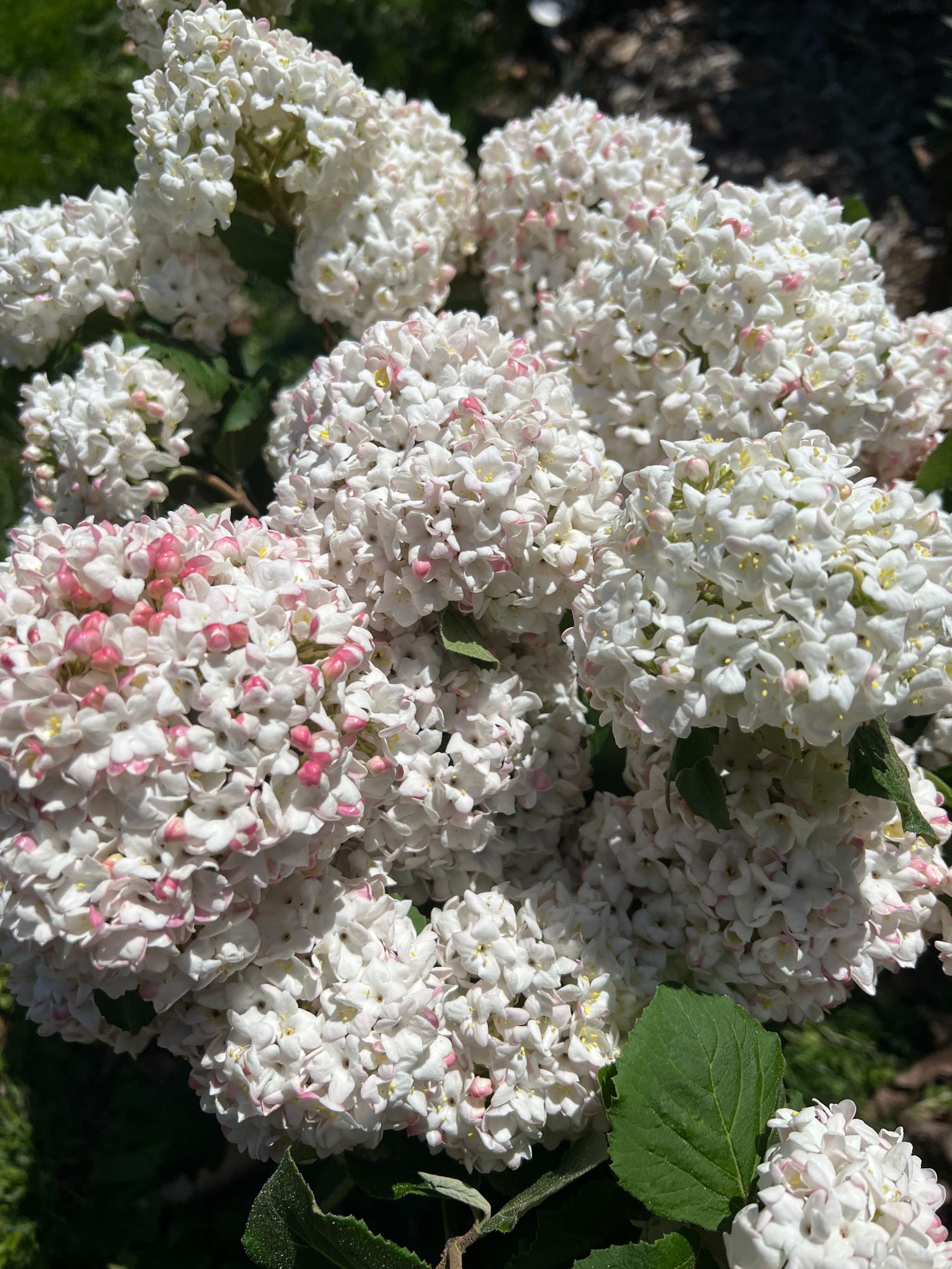 VIBURNUM