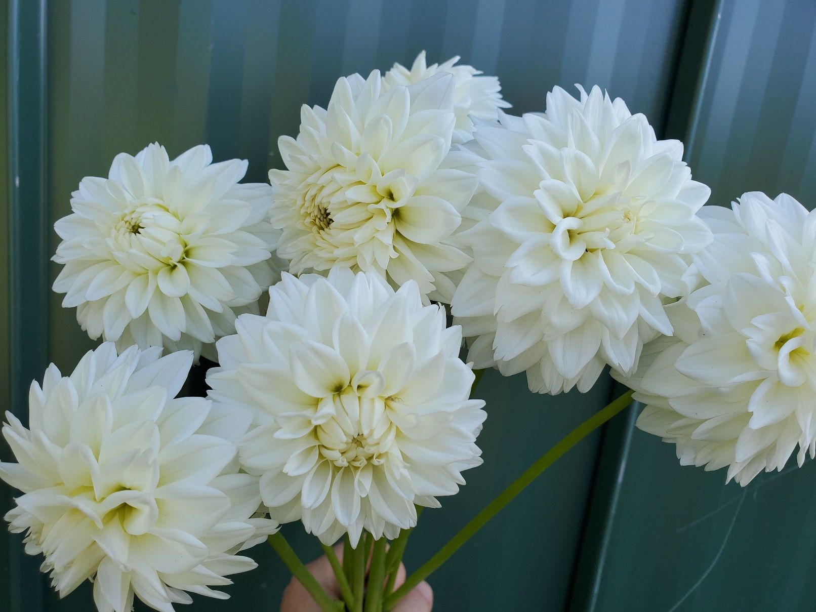 DAHLIA Boom Boom White