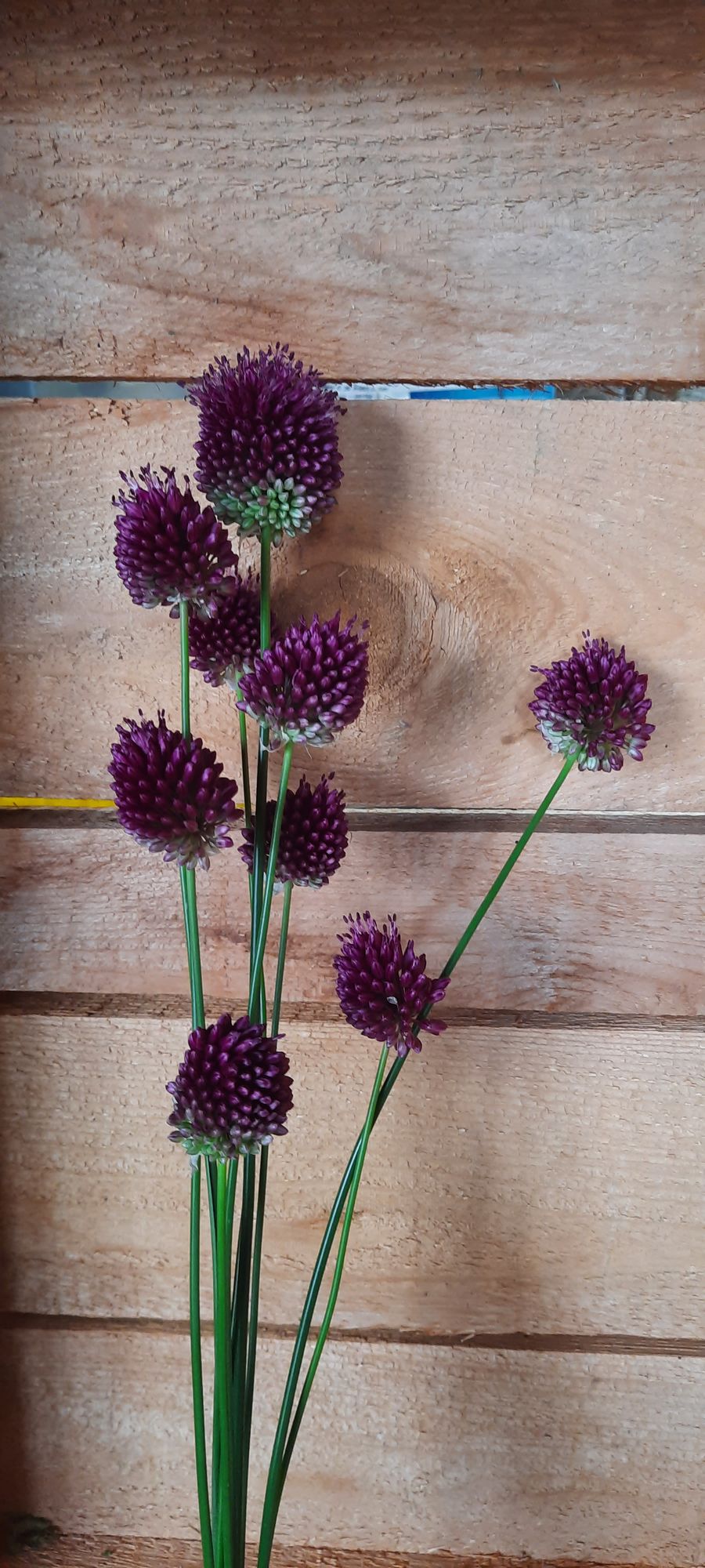 ALLIUM sphaerocephalon