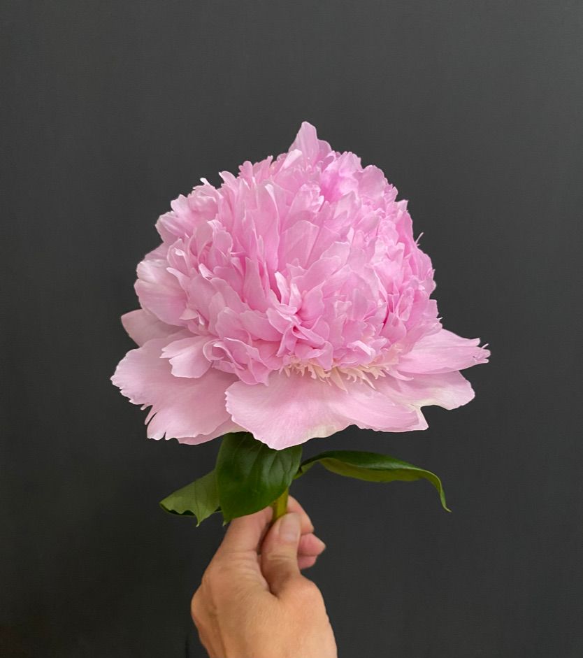 PAEONIA lactiflora Angel Cheeks