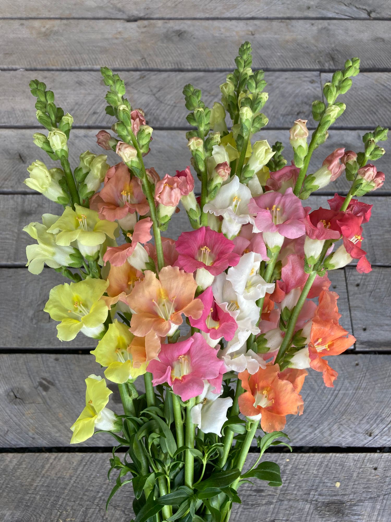 ANTIRRHINUM majus Chantilly