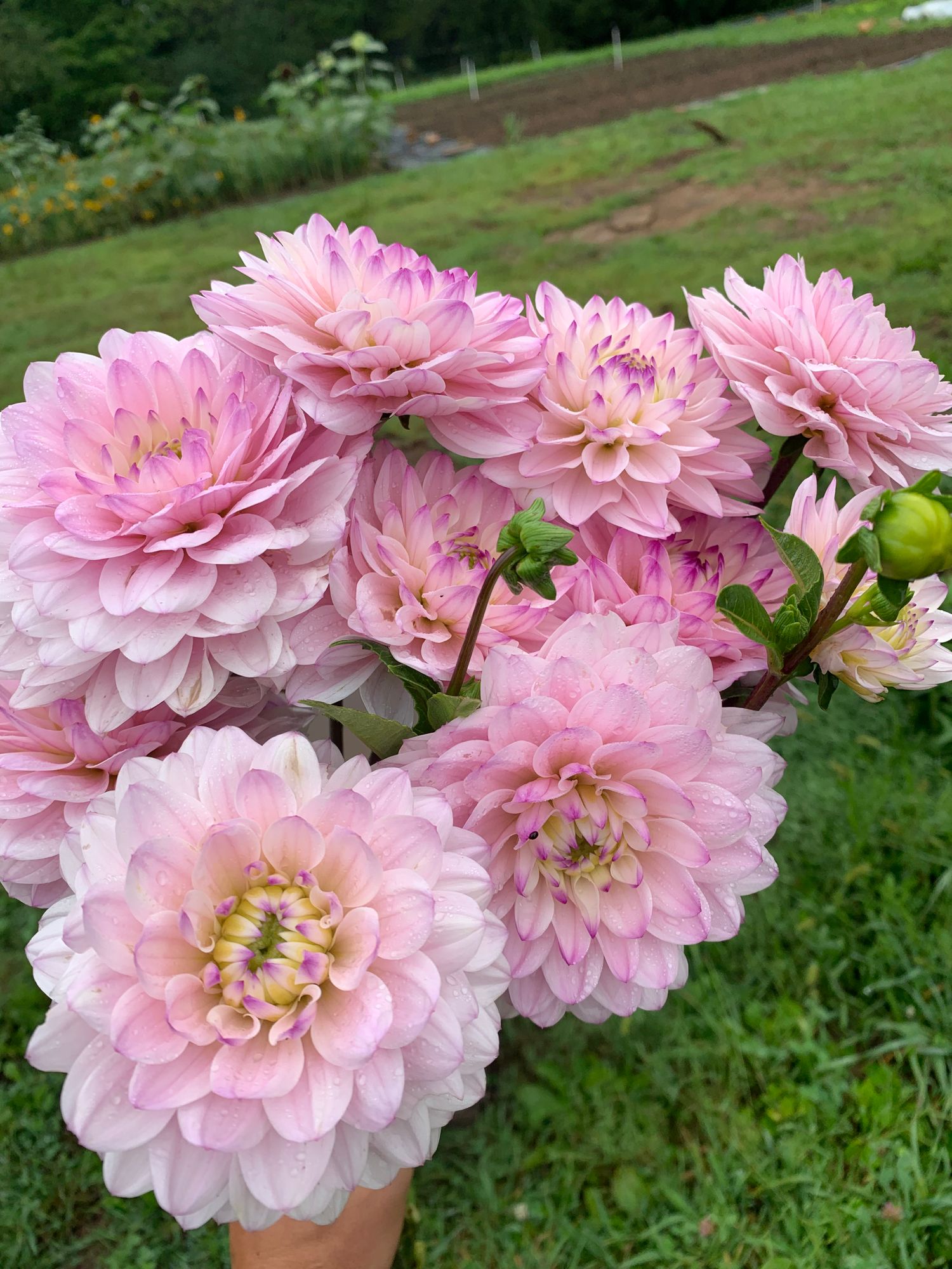 DAHLIA Silver Years