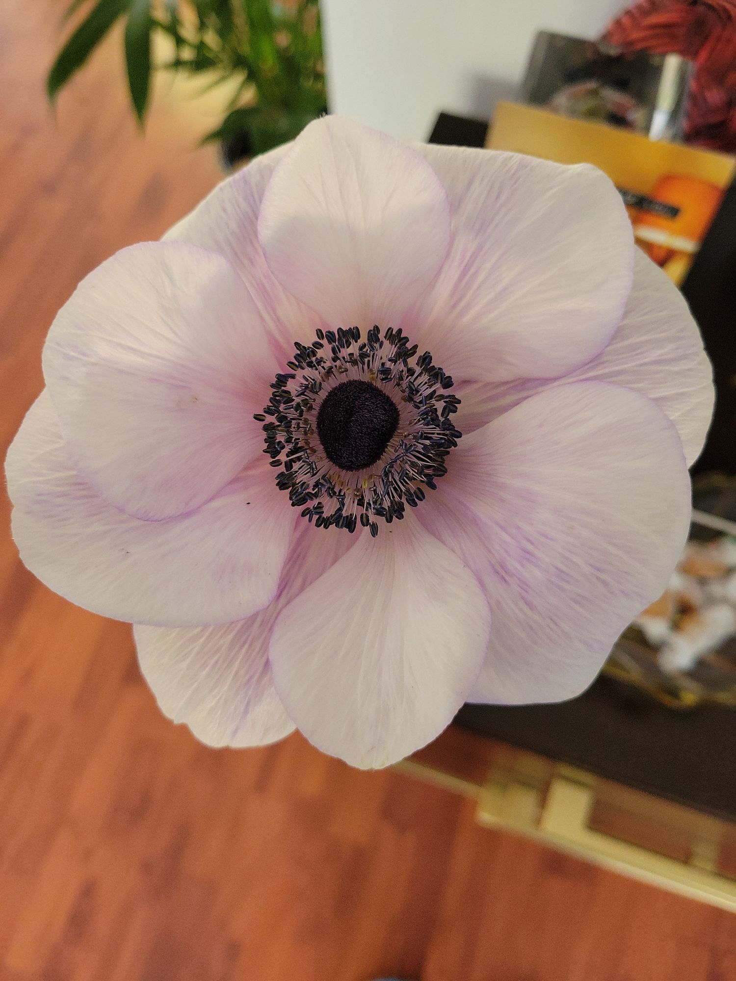 ANEMONE