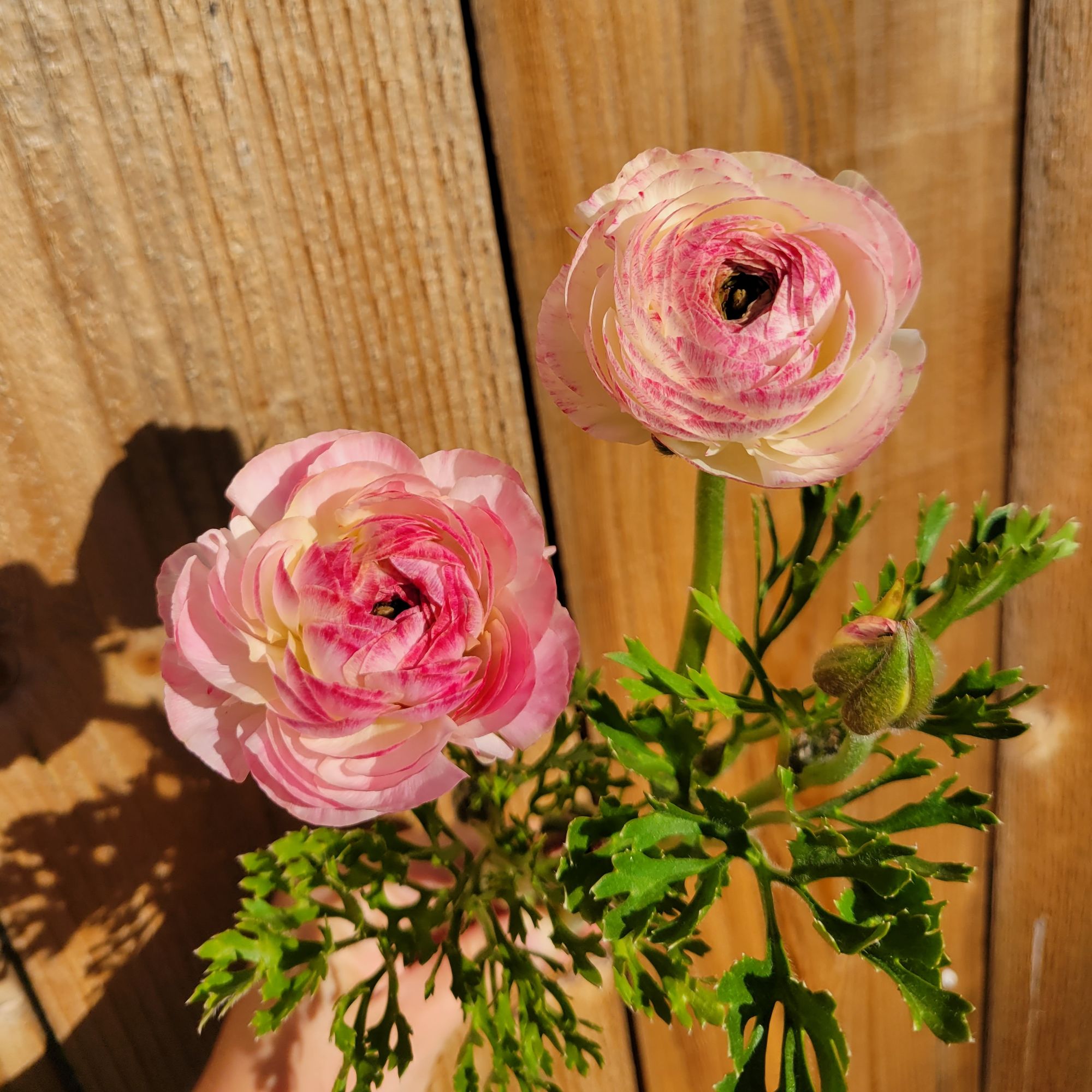 RANUNCULUS La Belle White Picotee