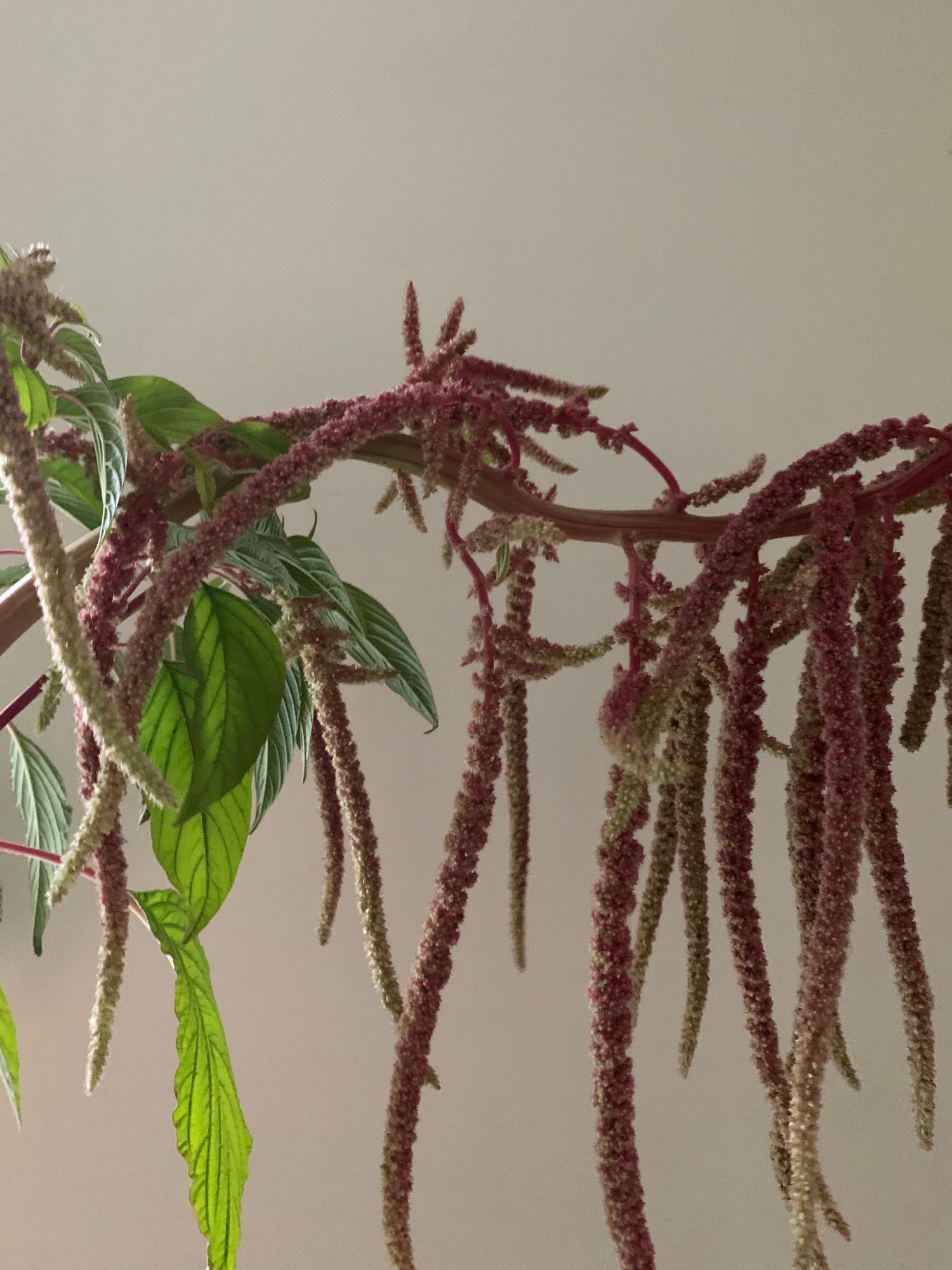 AMARANTHUS caudatus Coral Fountains