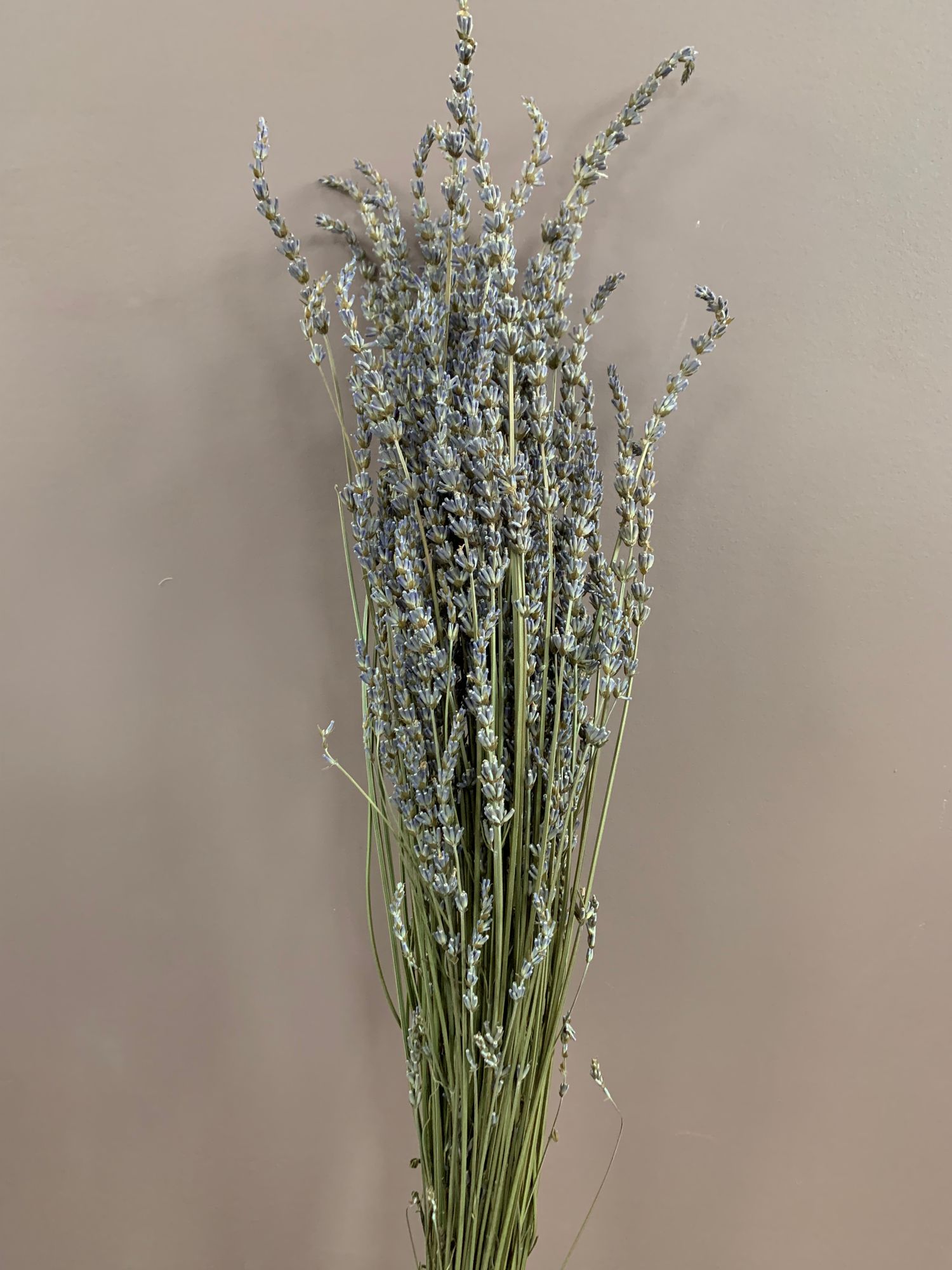 LAVANDULA x intermedia