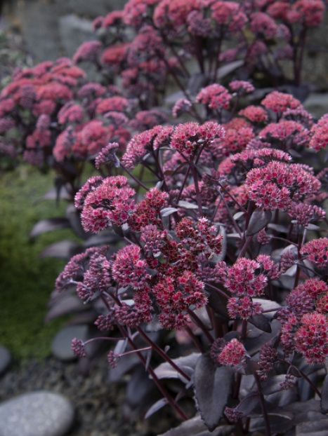 HYLOTELEPHIUM x Night Embers