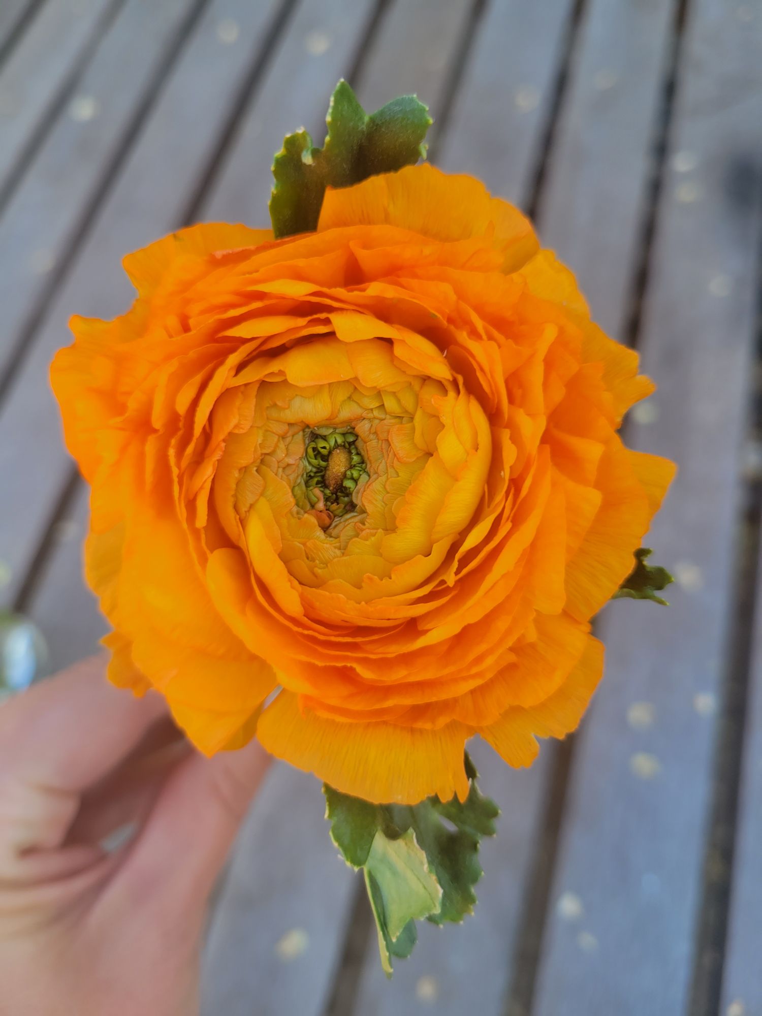 RANUNCULUS