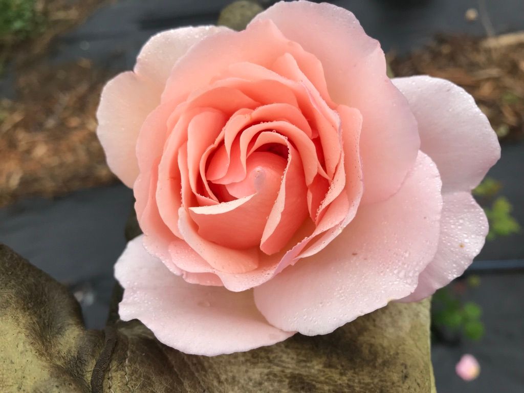 ROSA hybrida