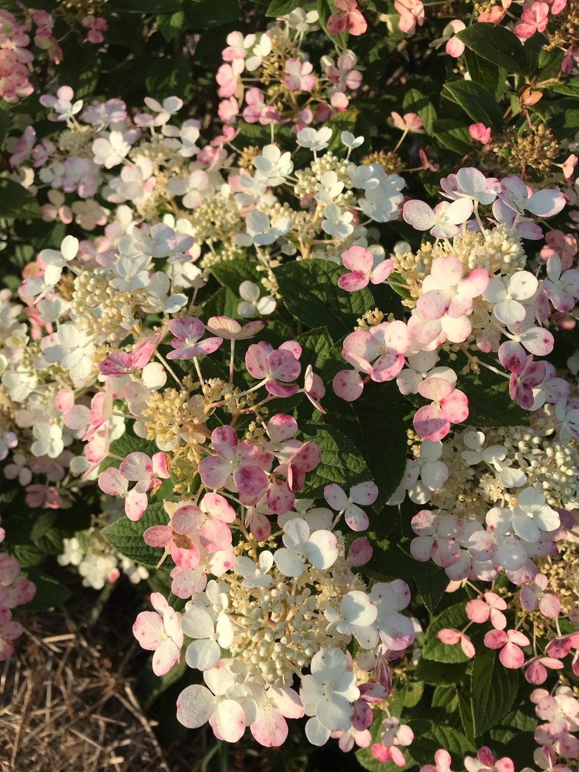 HYDRANGEA