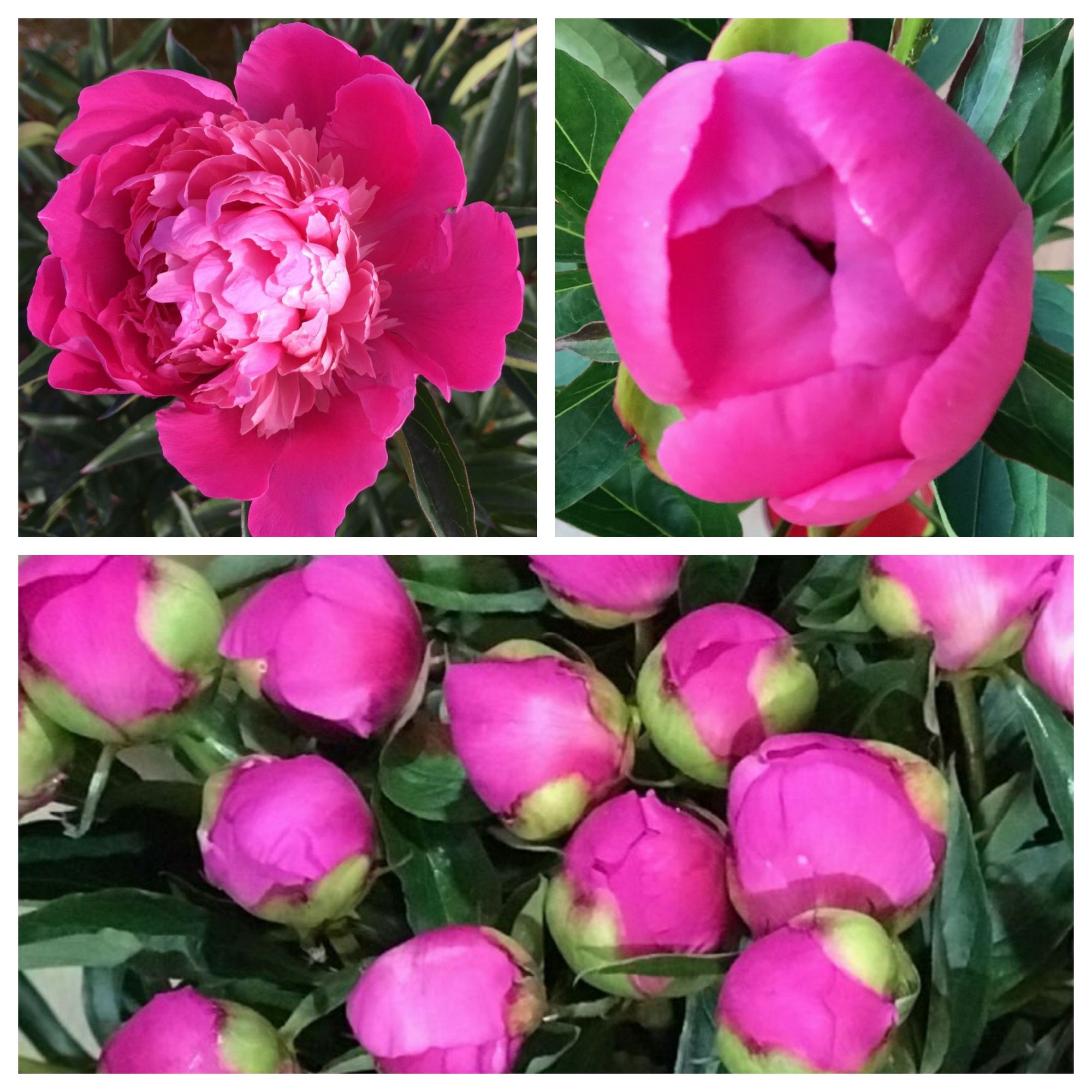 PAEONIA lactiflora Edulis Superba