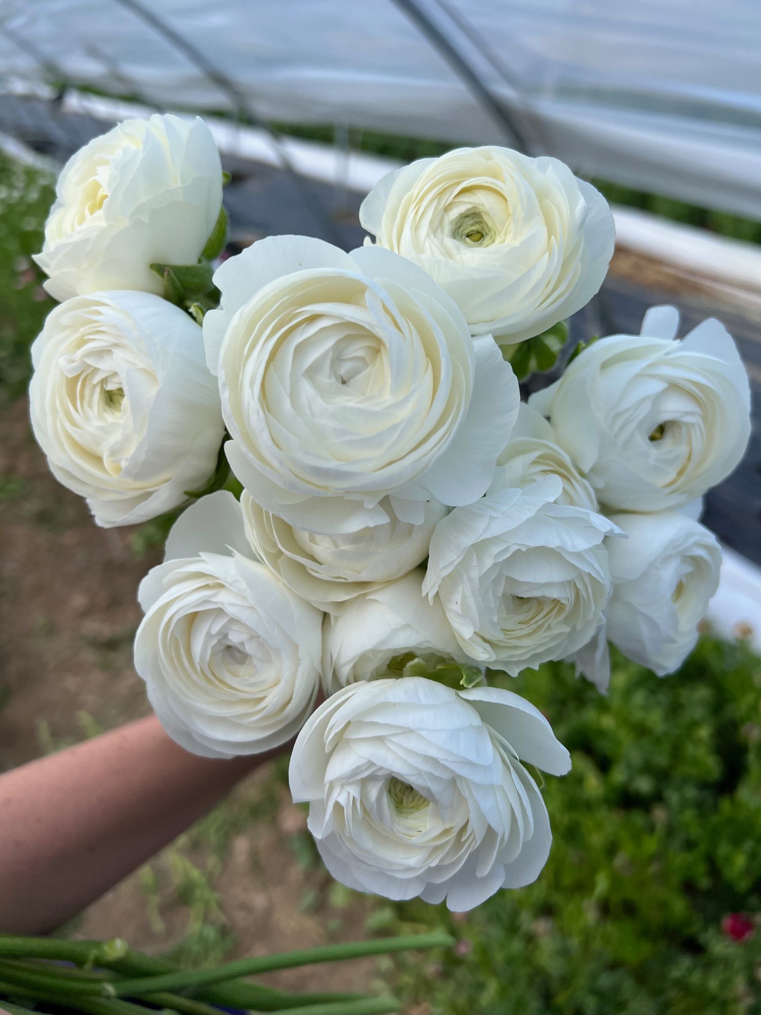 RANUNCULUS