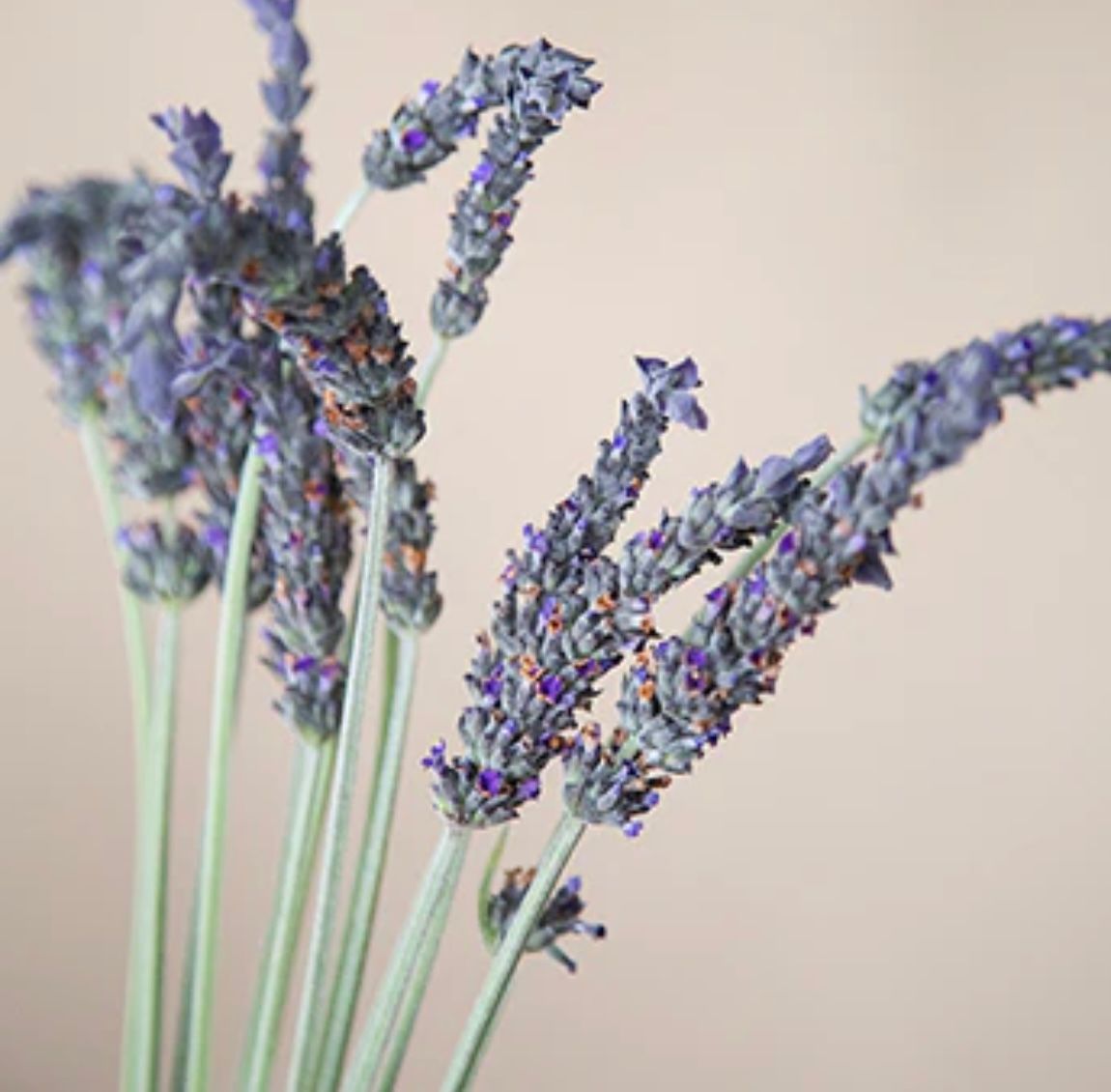 LAVANDULA angustifolia Hidcote Blue