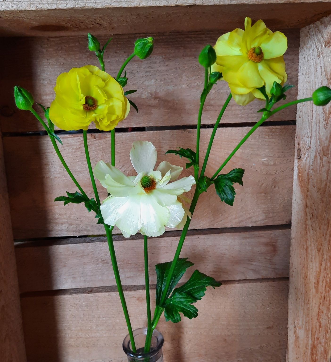 RANUNCULUS Butterfly Helios