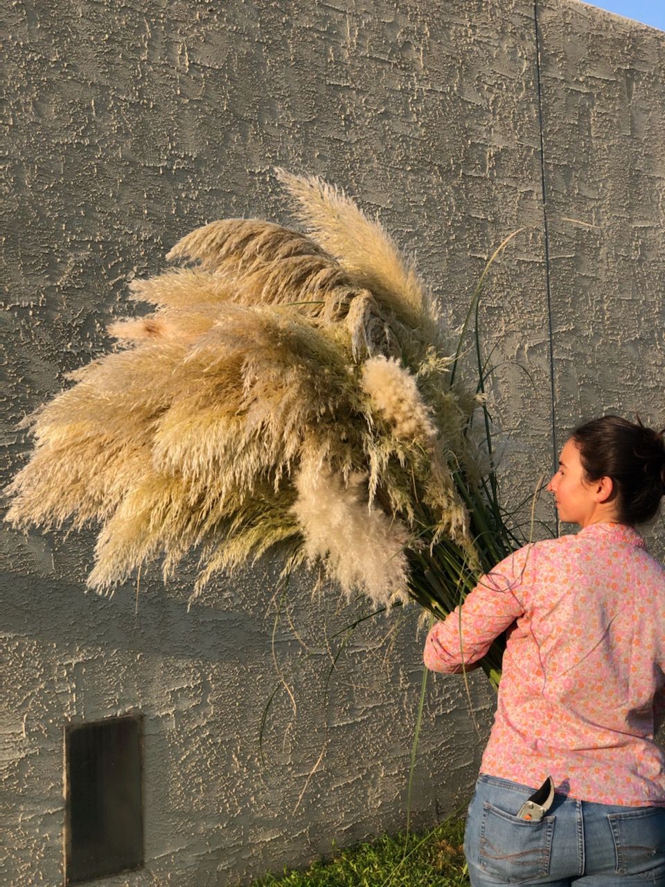 CORTADERIA fulvida