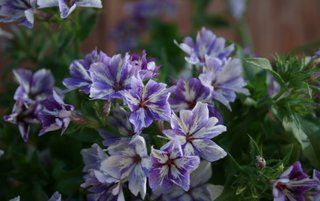 PHLOX drummondii Sugar Stars