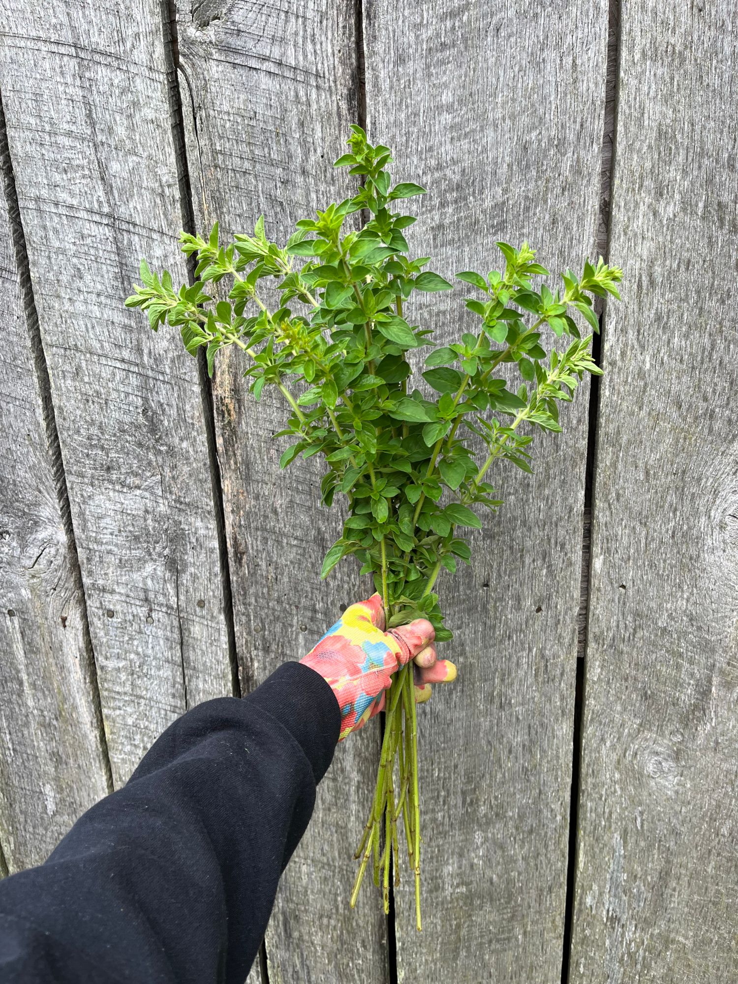 ORIGANUM vulgare ssp. hirtum